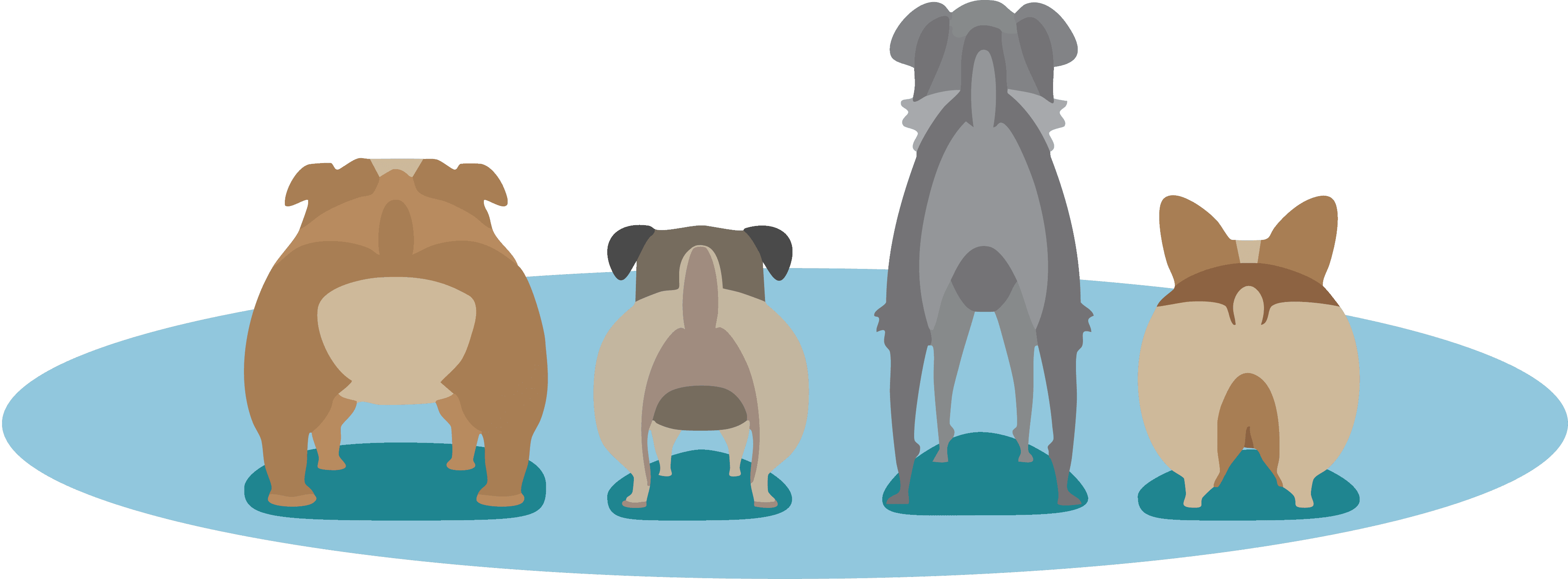 Affordable Dog Grooming - Pet groomer in Murfreesboro, TN
