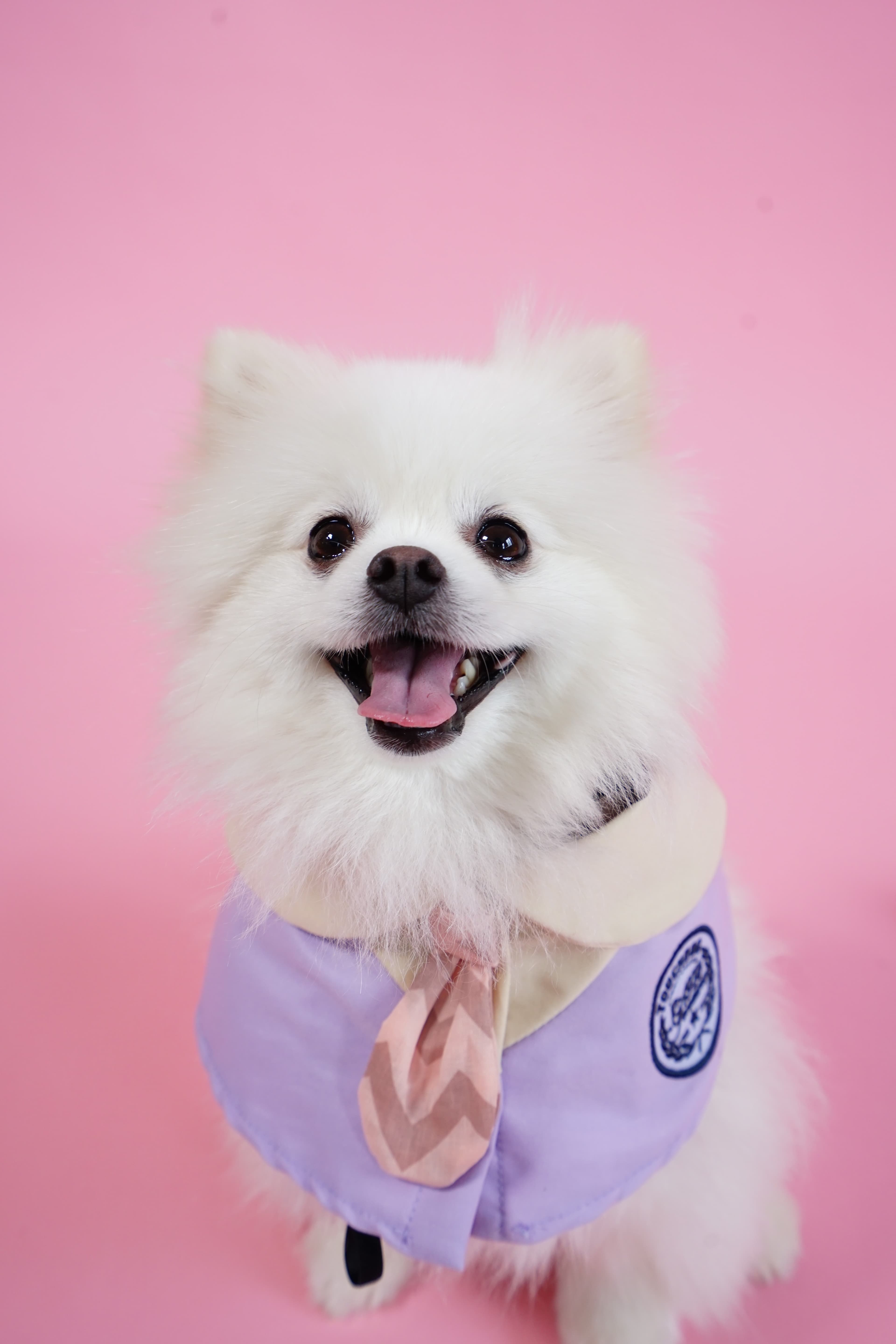 Pet Home - 萌宠之家 - Pet groomer in Flushing, NY