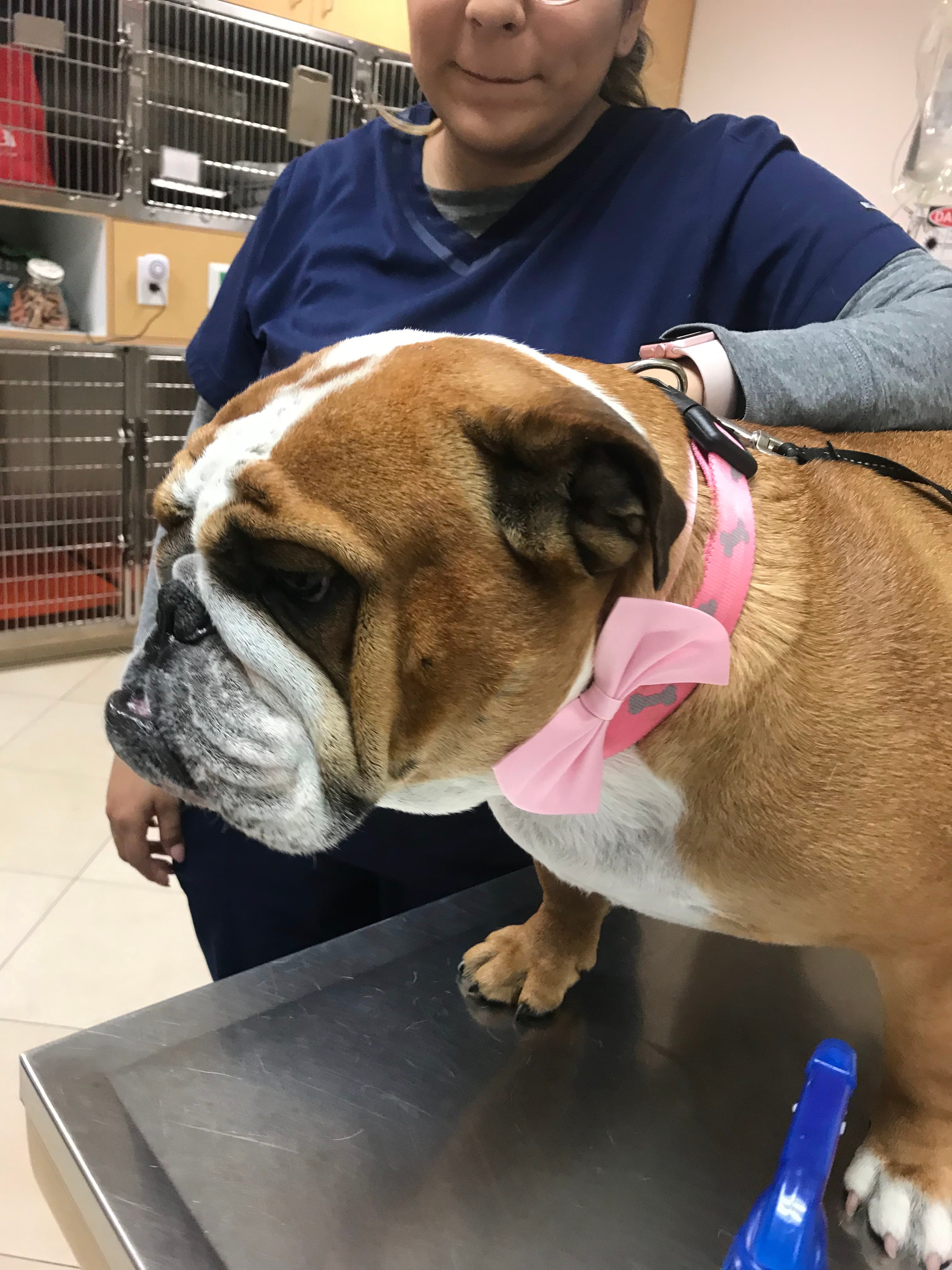 ARCHVET Animal Hospital - Pet groomer in San Jose, CA