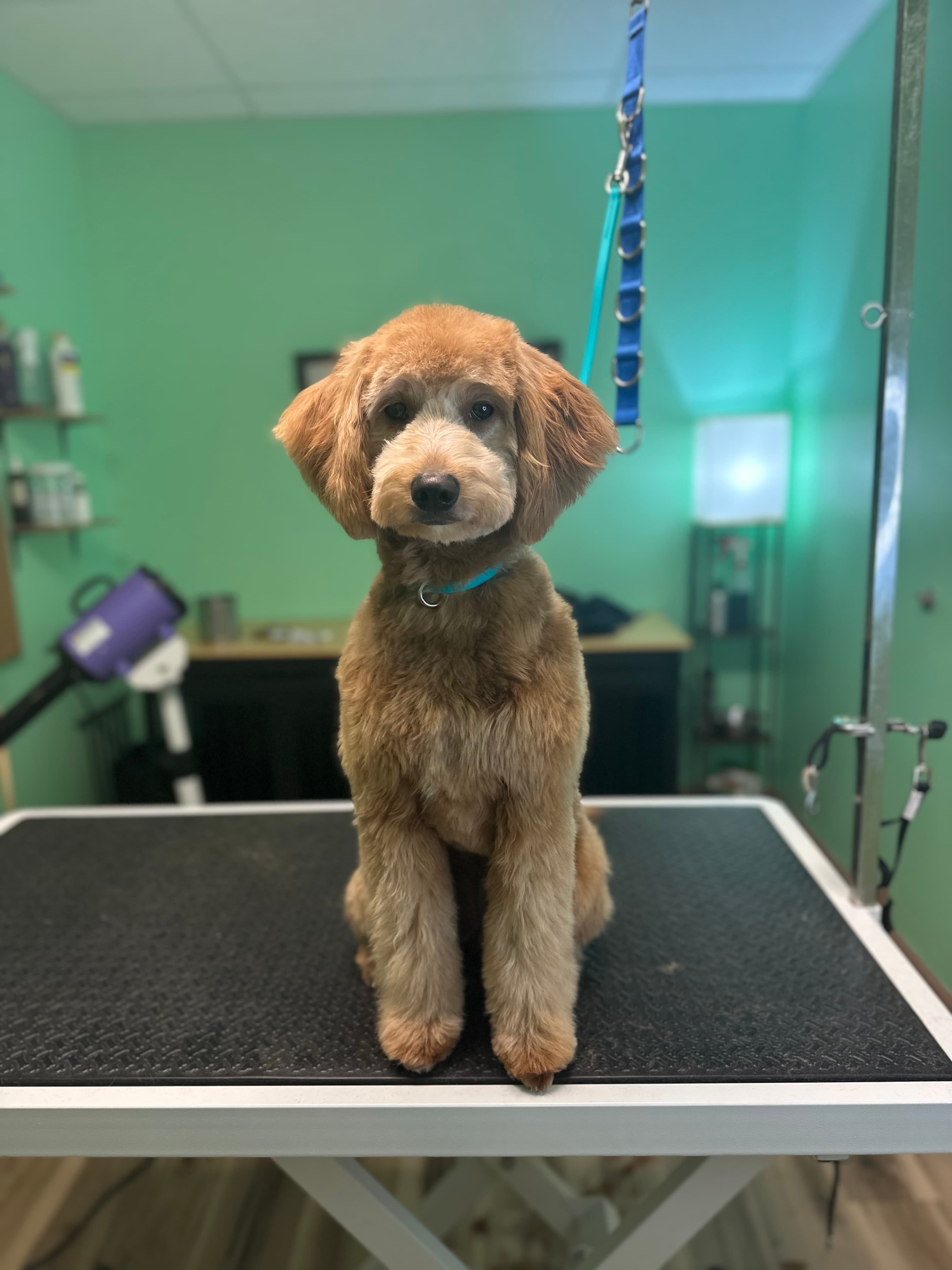 Hawkeye's Dog Spa - Pet groomer in Centennial, CO