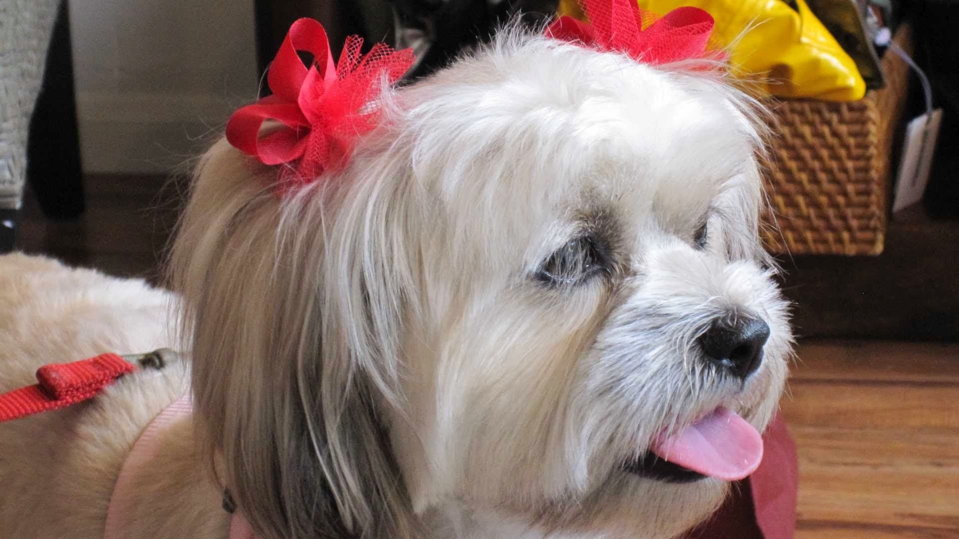 Pet Joy Boutique And Spa - Pet groomer in Los Angeles, CA