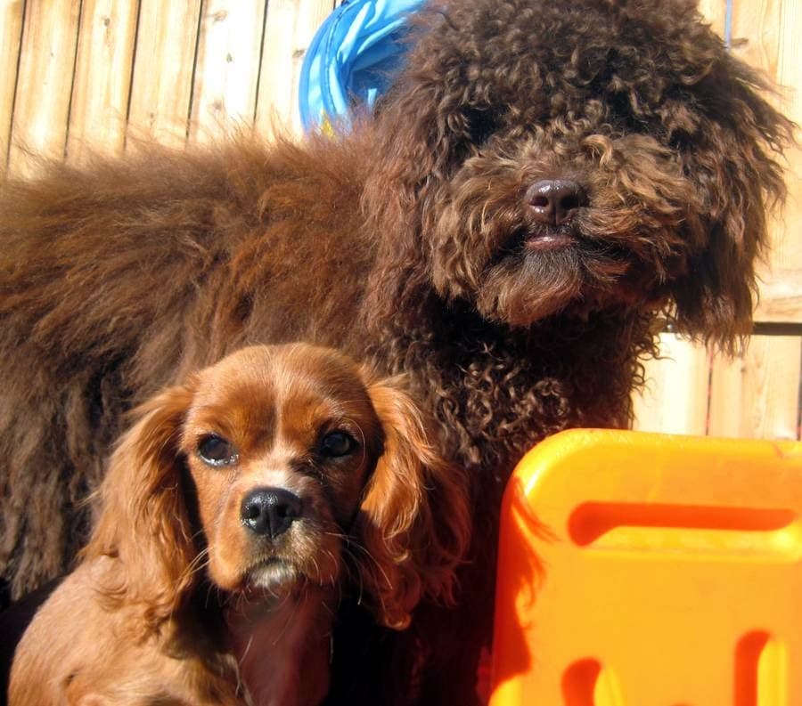 For the Love of Dog - Pet groomer in Denver, CO