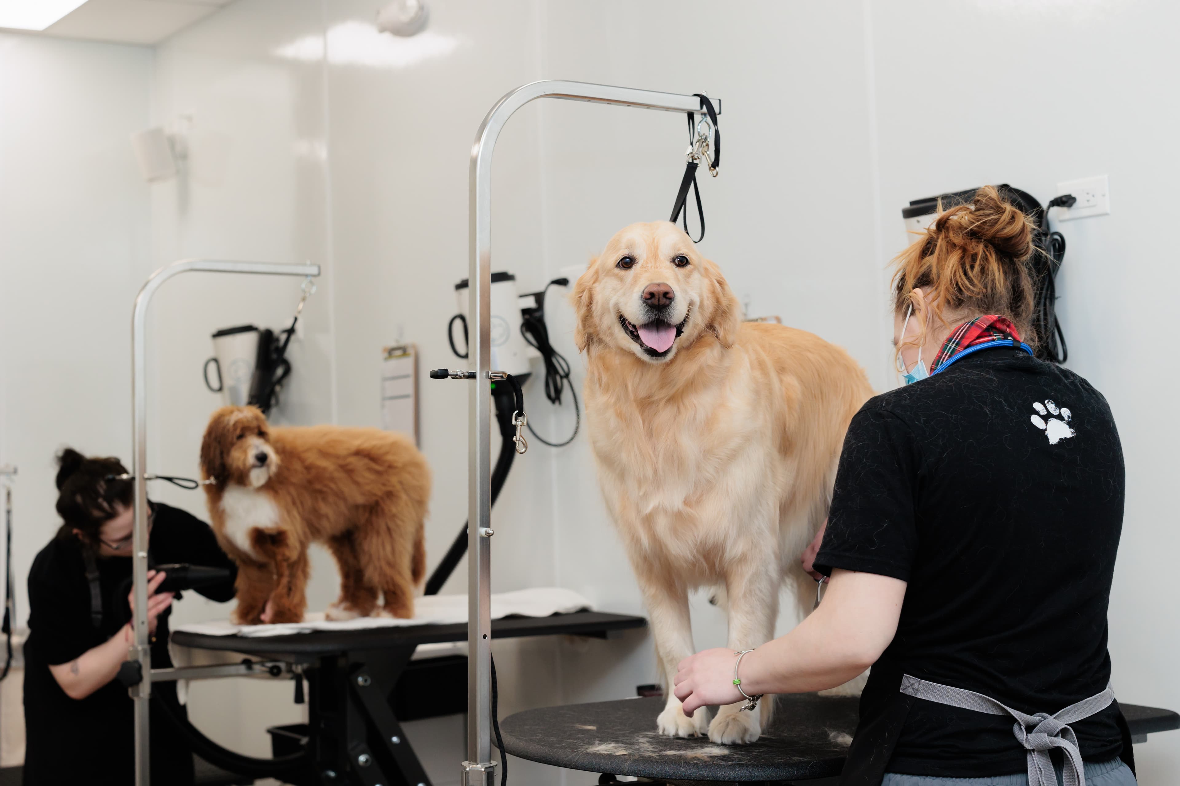 Bowie Barker South Loop - Pet groomer in Chicago, IL