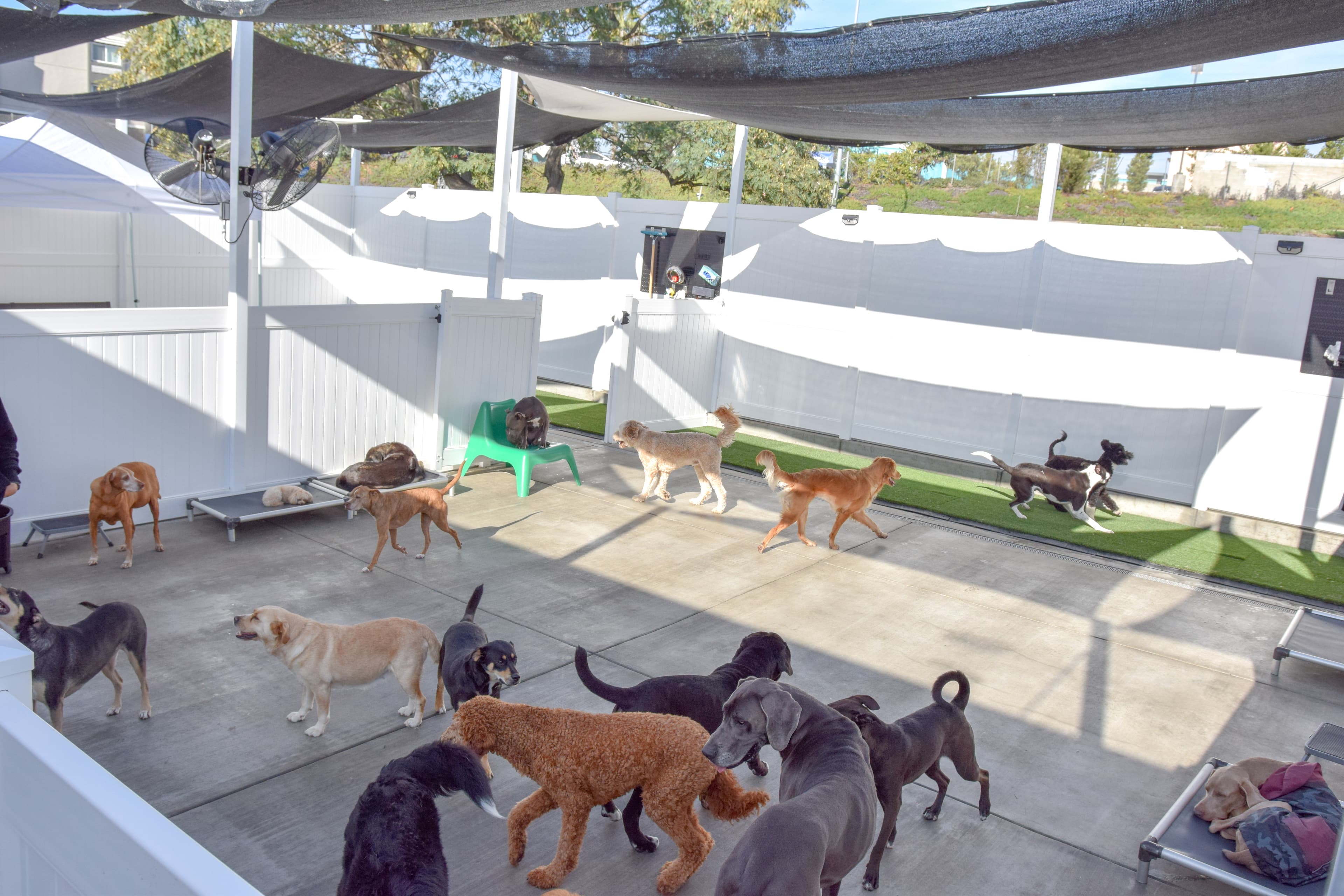 Dog Days San Diego - Pet groomer in San Diego, CA