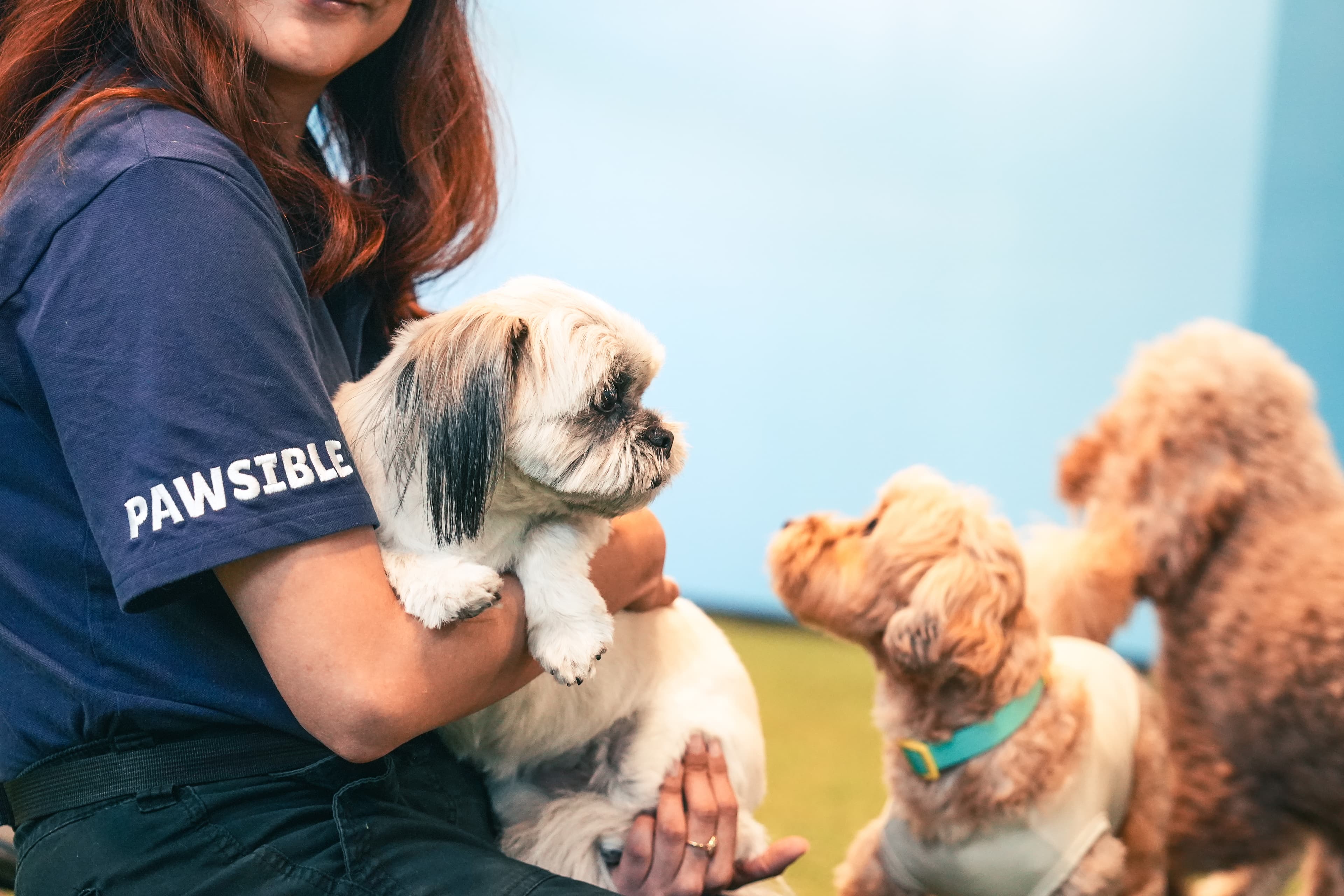 Pawsible - Pet groomer in Los Angeles, CA