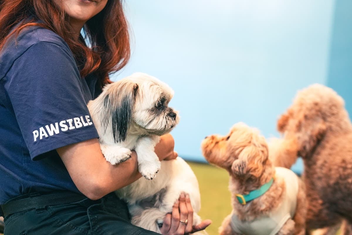 Pawsible - Pet groomer in Los Angeles, CA