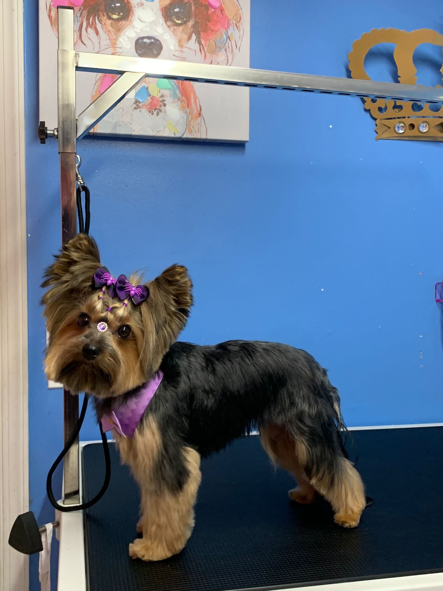 Kar’s Royal Pet Grooming - Pet groomer in Philadelphia, PA