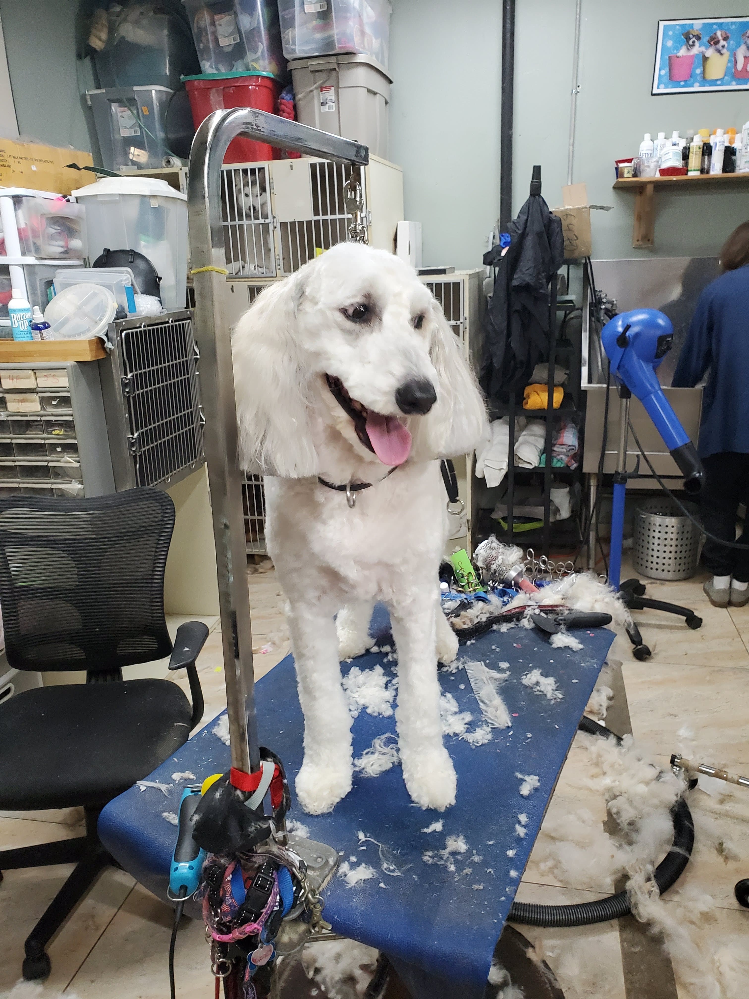 Reliable Grooming - Pet groomer in Howard Beach, NY