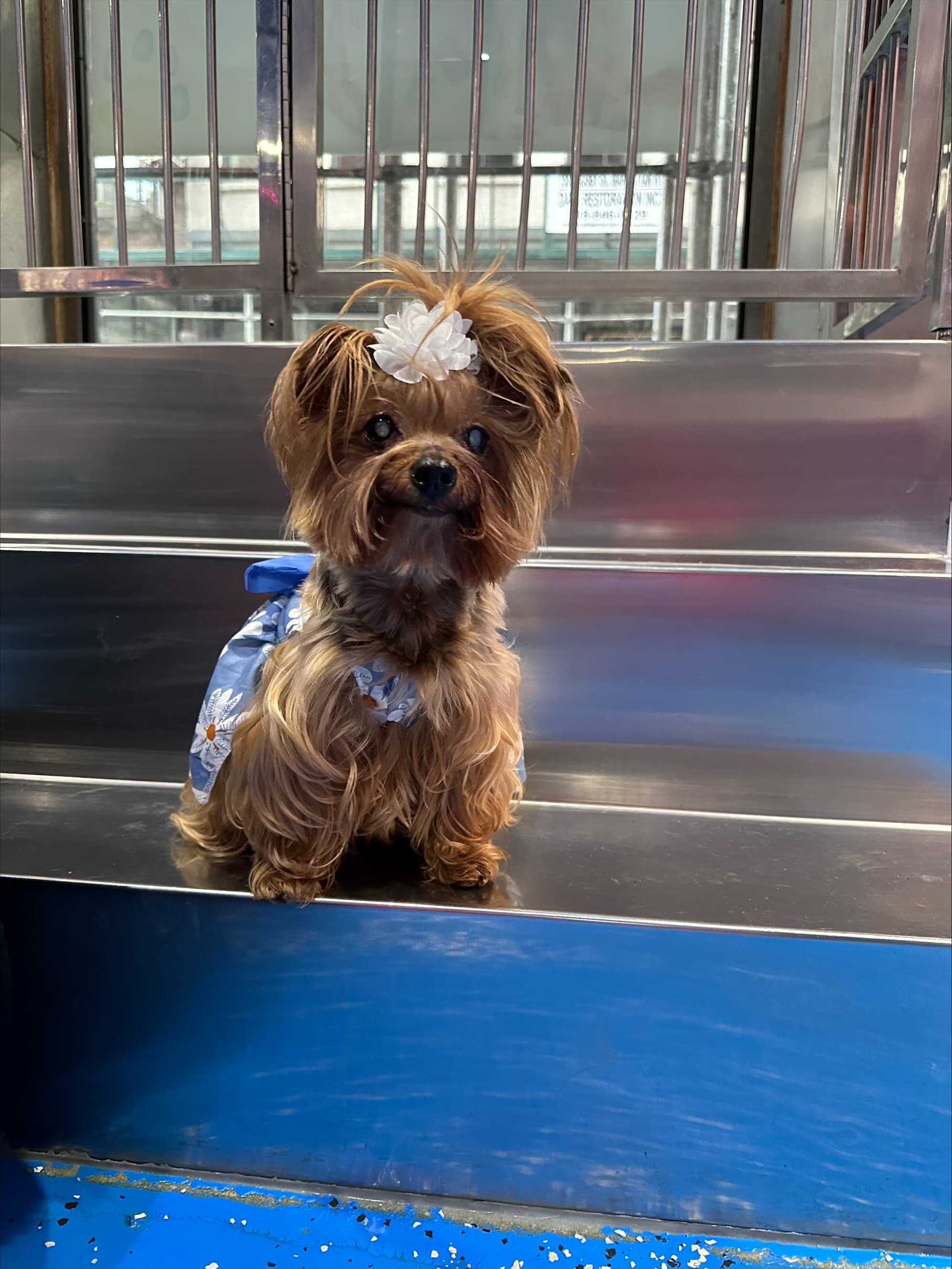 Happy Paws Pet Resort - Pet groomer in New York, NY