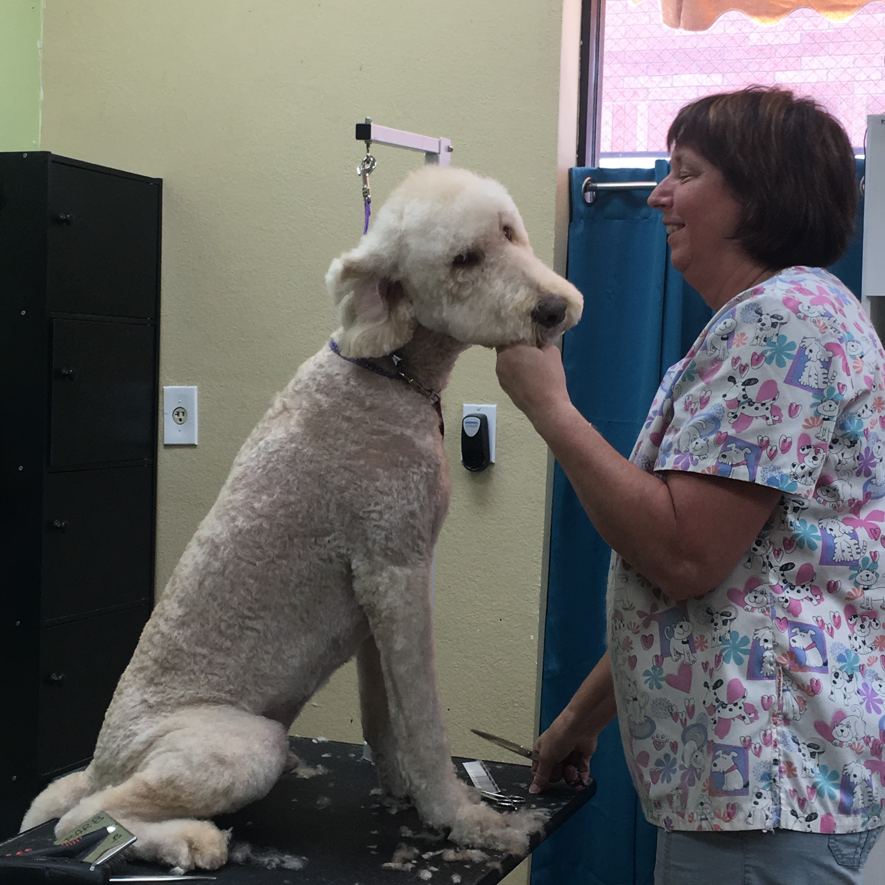 Green Bulldog Dog Wash and Spa - Pet groomer in Mesa, AZ