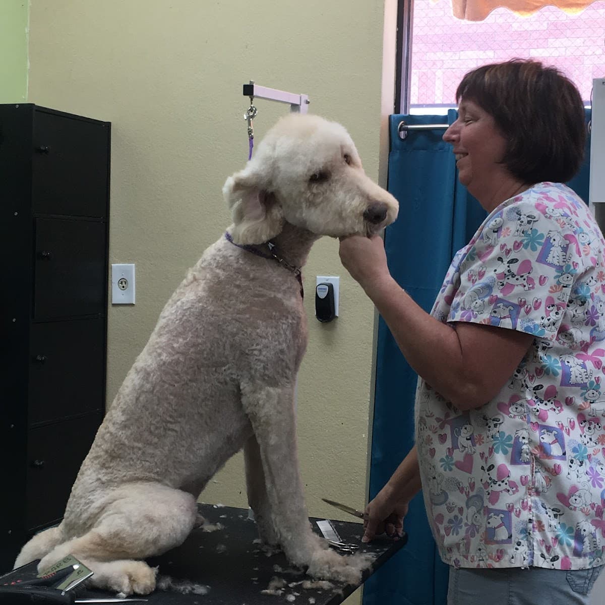 Green Bulldog Dog Wash and Spa - Pet groomer in Mesa, AZ