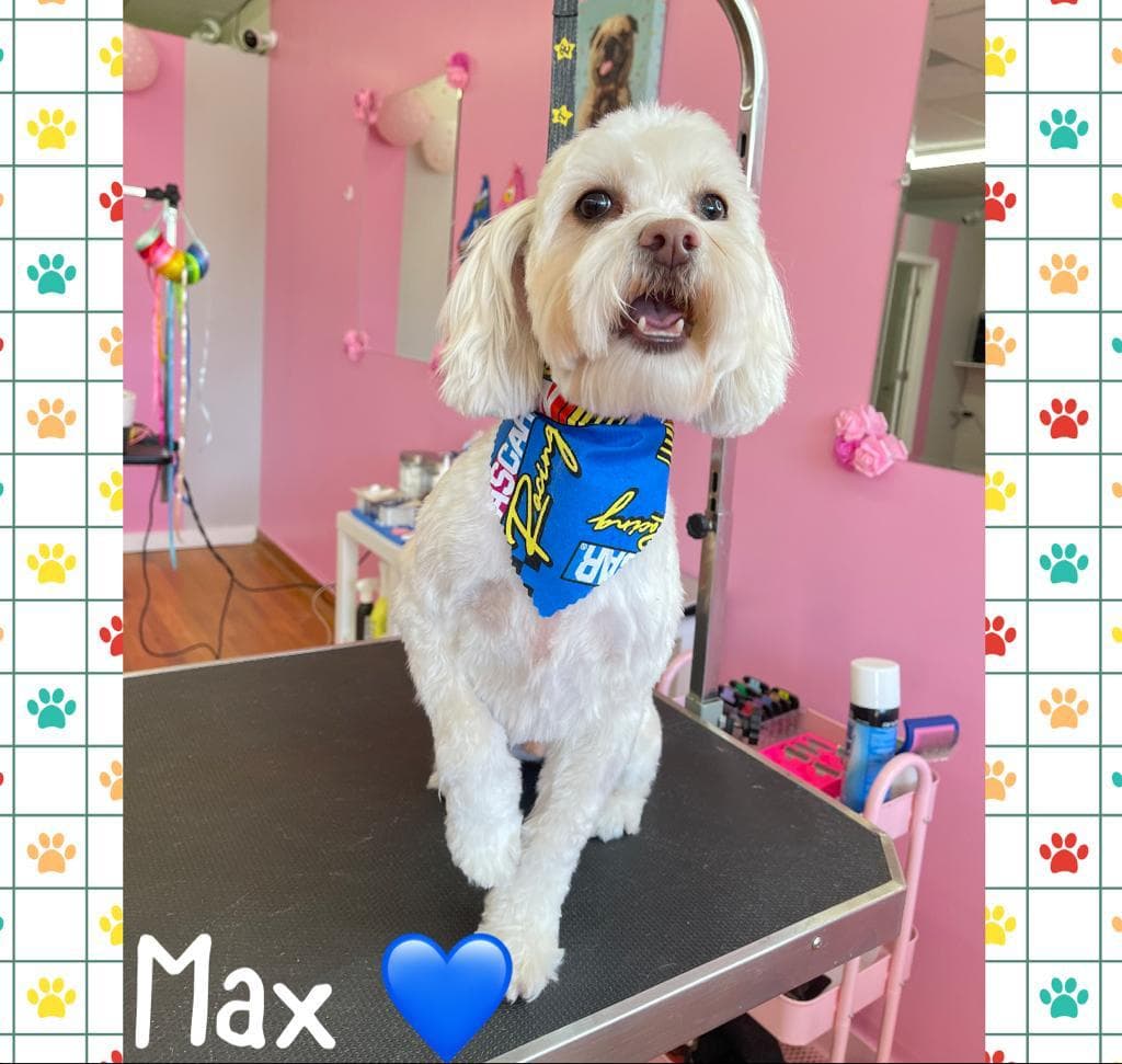 Fridy’s Pet Grooming - Pet groomer in Chicago, IL