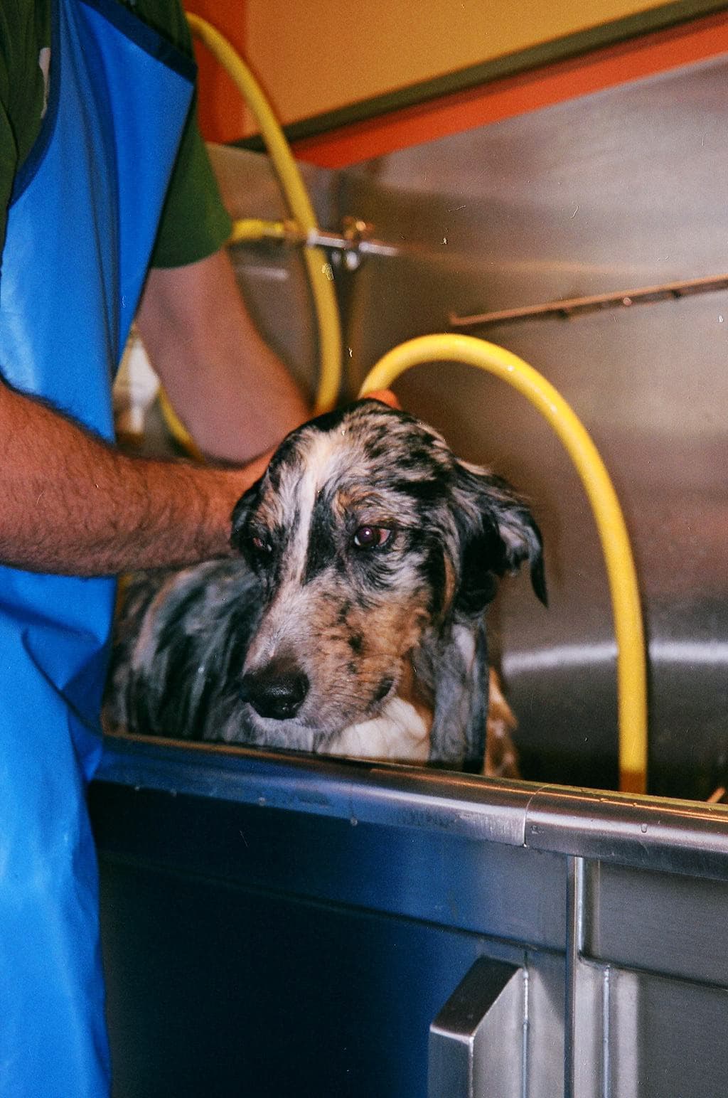 LaundroMutt - Pet groomer in Cambridge, MA