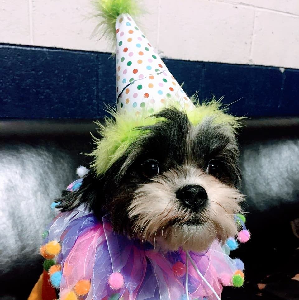 Metro Dog - Pet groomer in Seattle, WA
