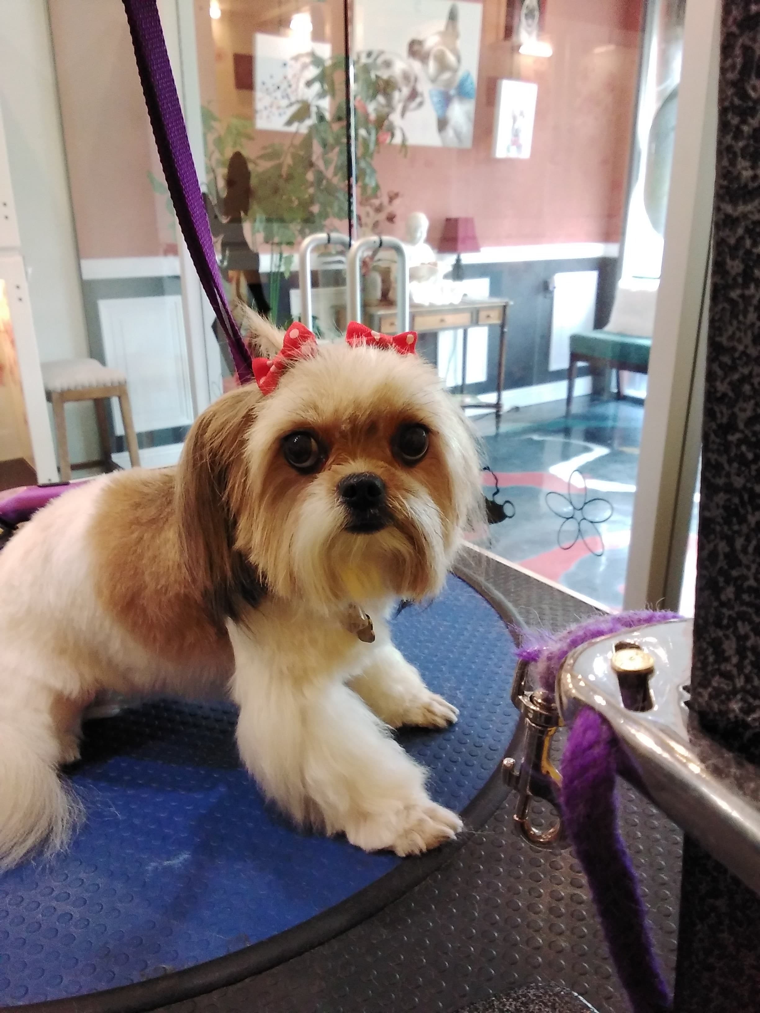 Urban Tails Pet Spa - Pet groomer in Los Angeles, CA