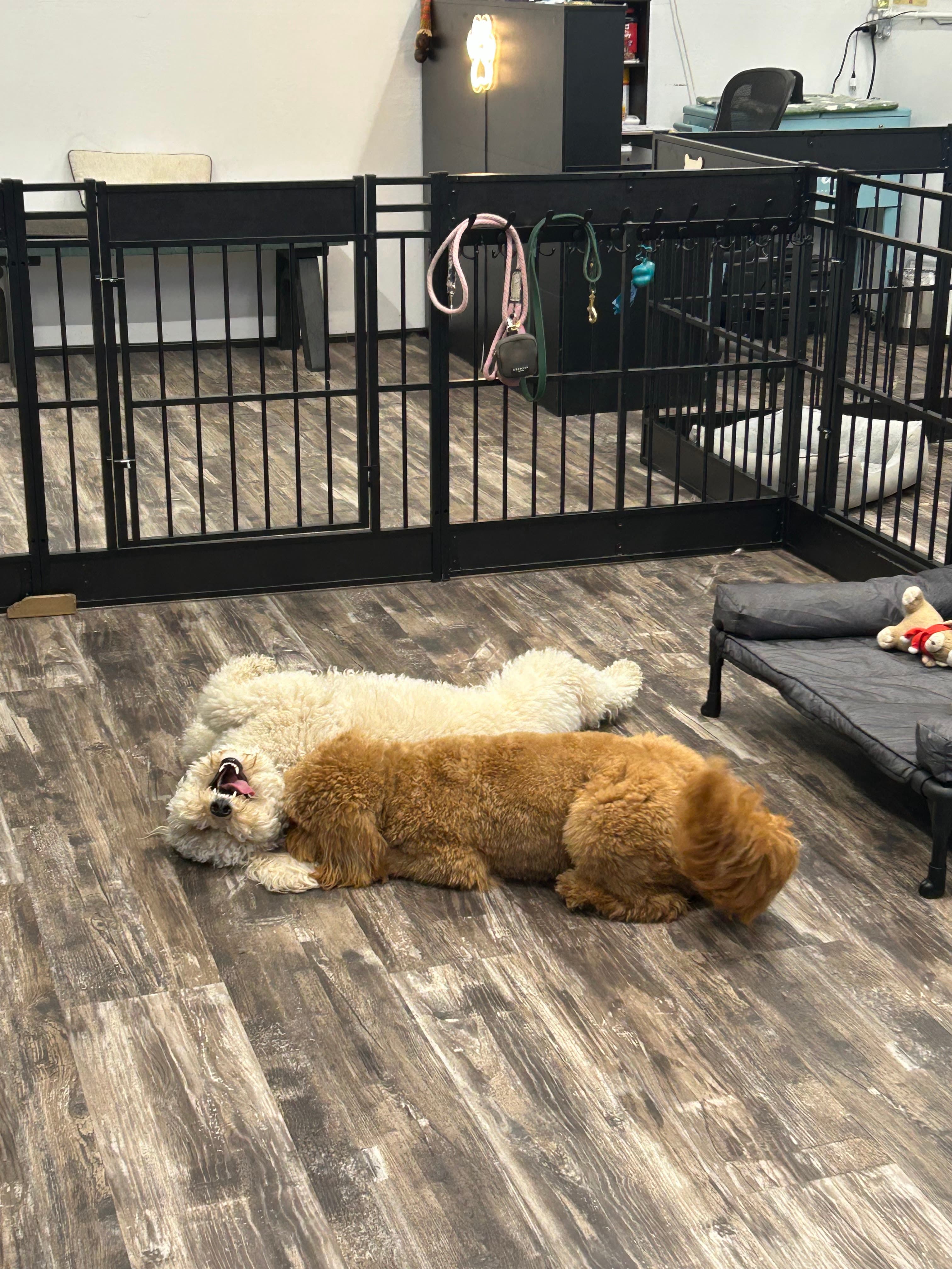 GroomedByMily - Pet groomer in Brooklyn, NY