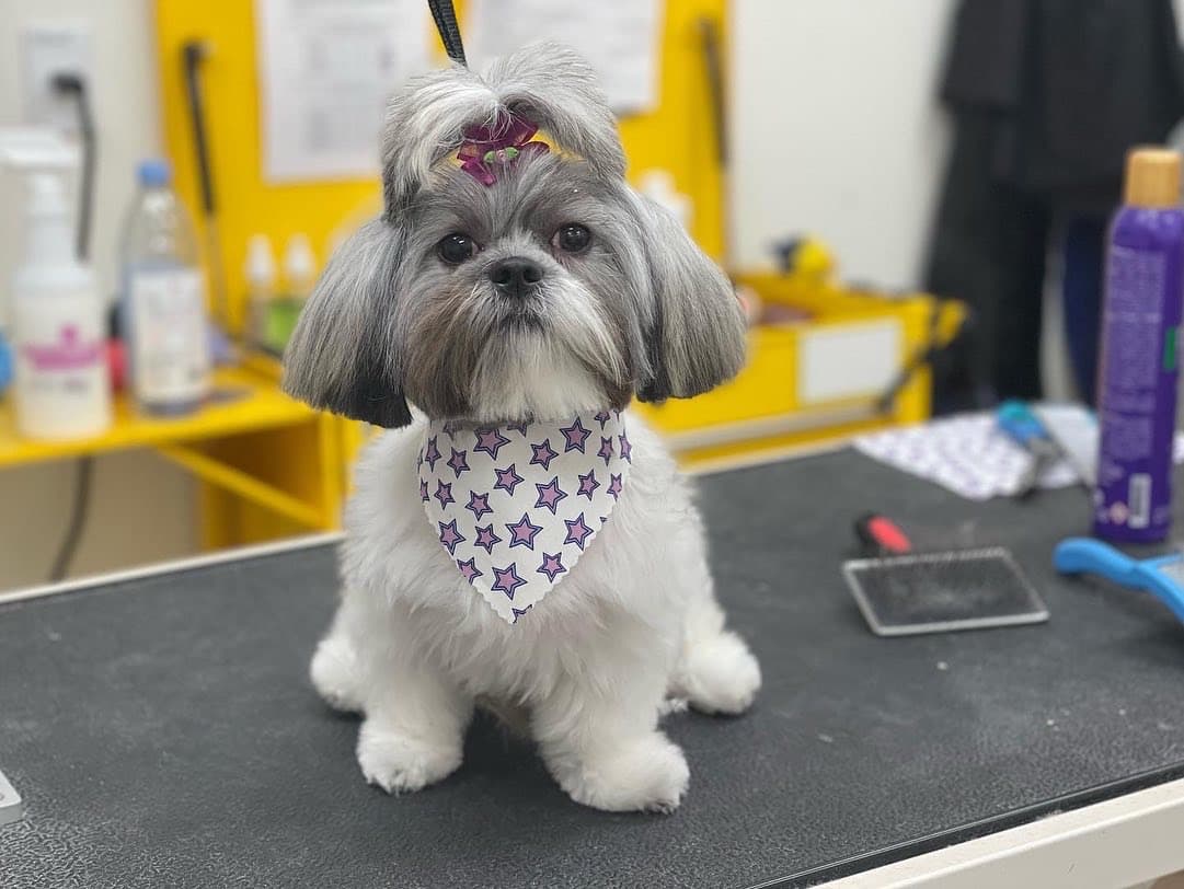 EarthWise Pet Nutrition Center & Wellness Spa Lake Nona - Pet groomer in Orlando, FL