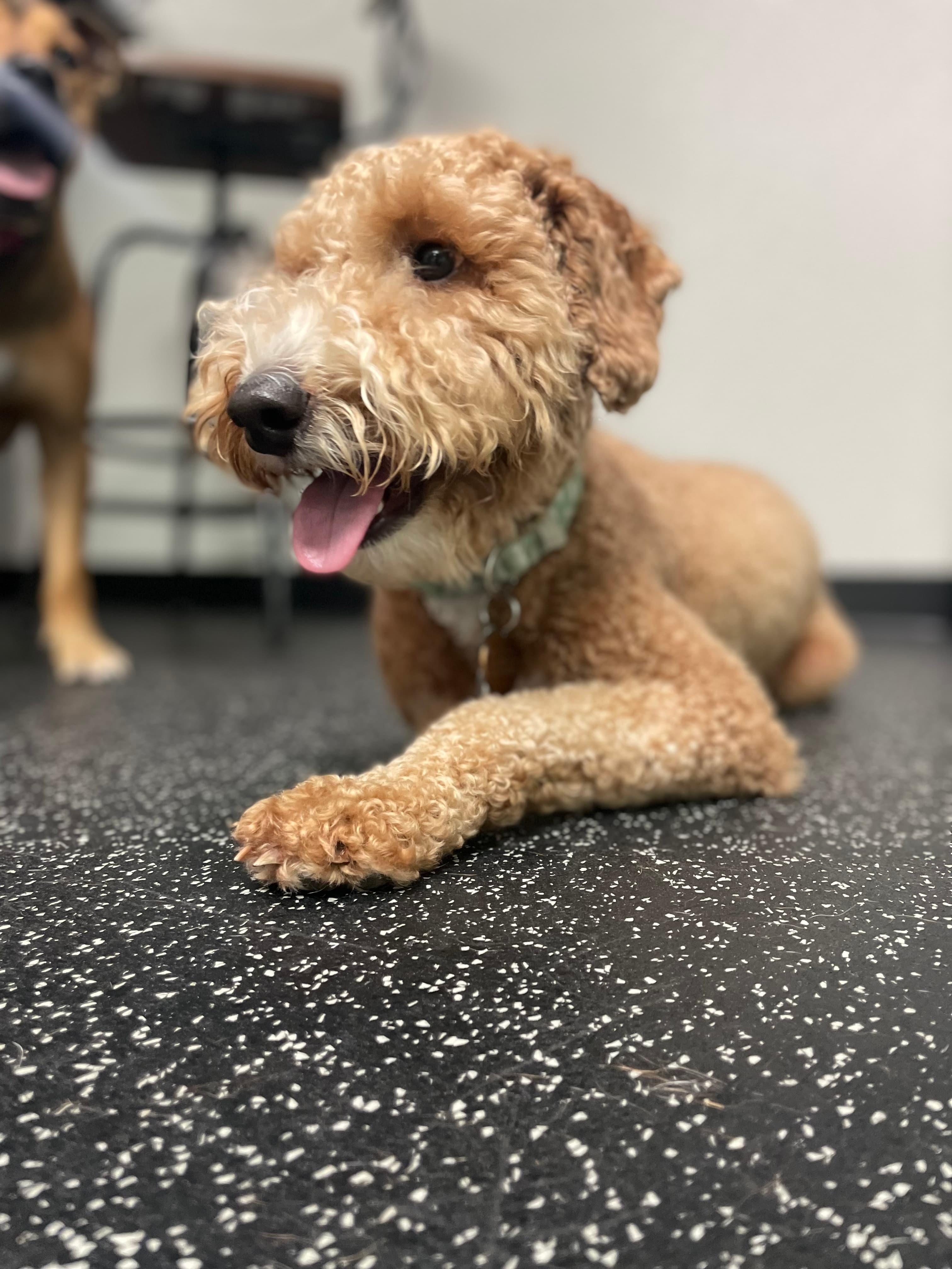 PupsPort Dog Daycare & Grooming - Pet groomer in Philadelphia, PA