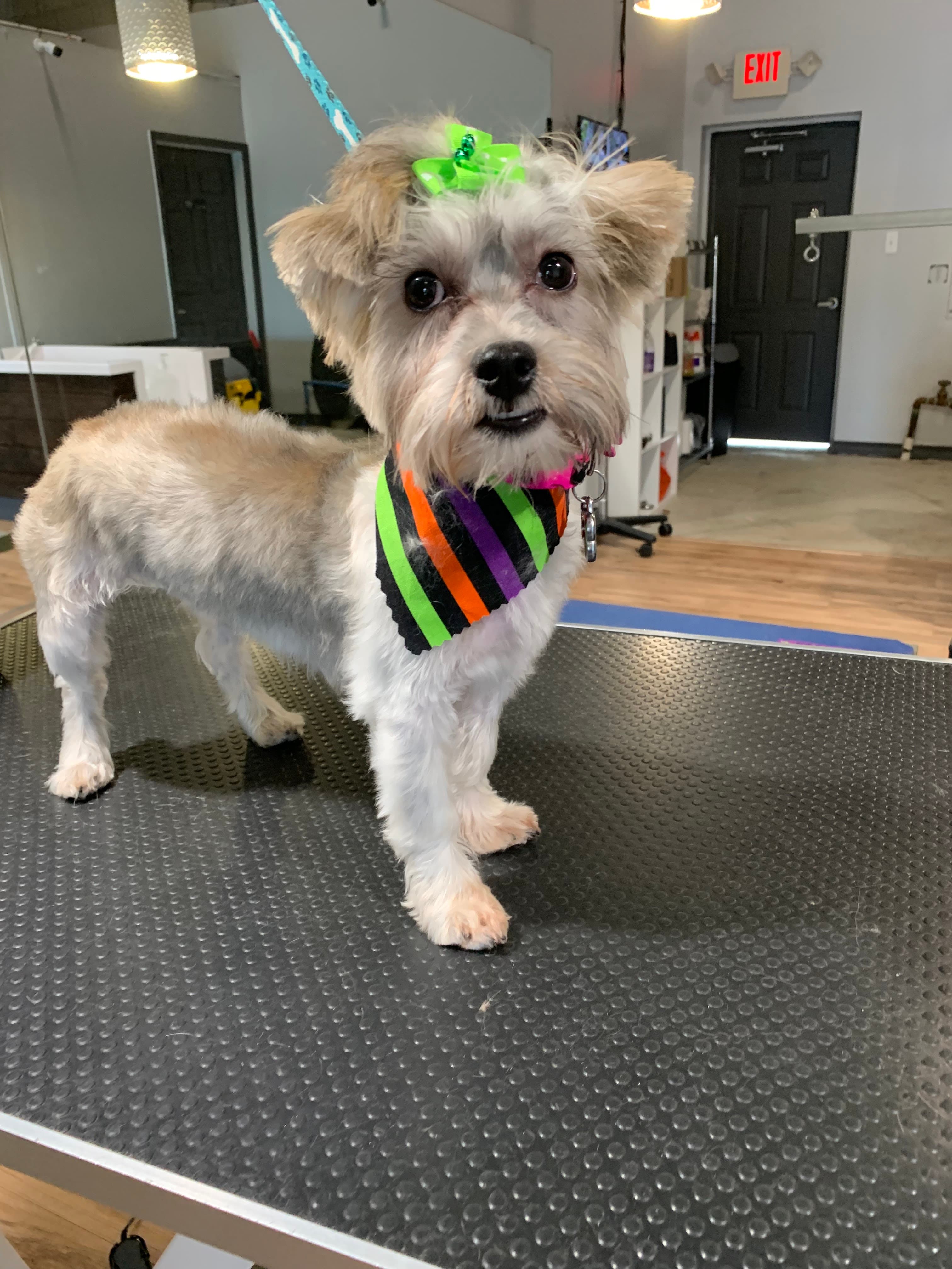 All Paw Spa - Pet groomer in Ferndale, MI