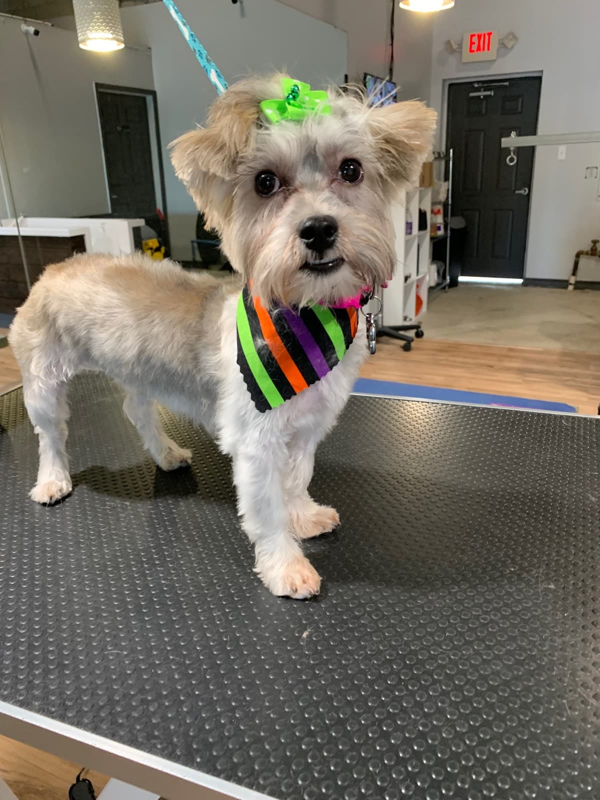 All Paw Spa - Pet groomer in Ferndale, MI