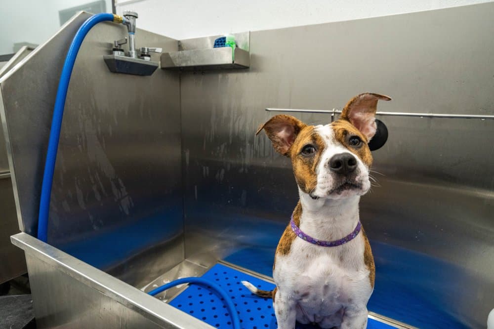 Tender Loving Care Pet Spa (re - opened now Petrock Hotel And Spa ) - Pet groomer in Los Angeles, CA