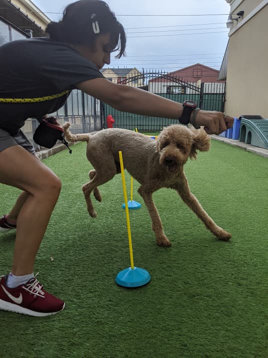 Pampered Pet Inn - Pet groomer in Houston, TX