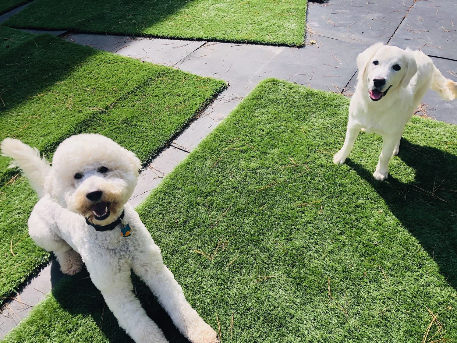 Bark Avenue Pet Resort - Pet groomer in Atlanta, GA