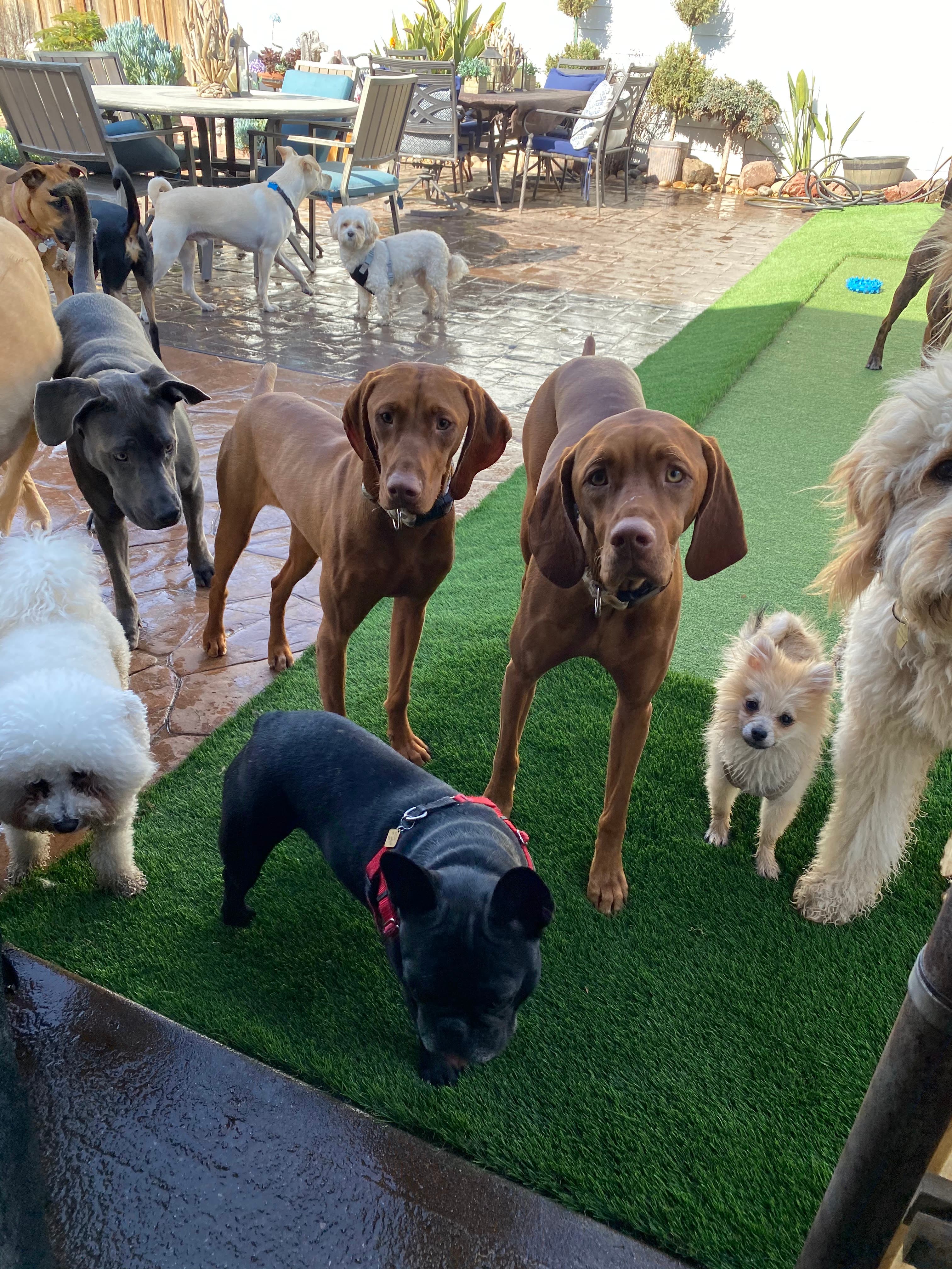Allie's Doggie Day Camp - Pet groomer in San Jose, CA