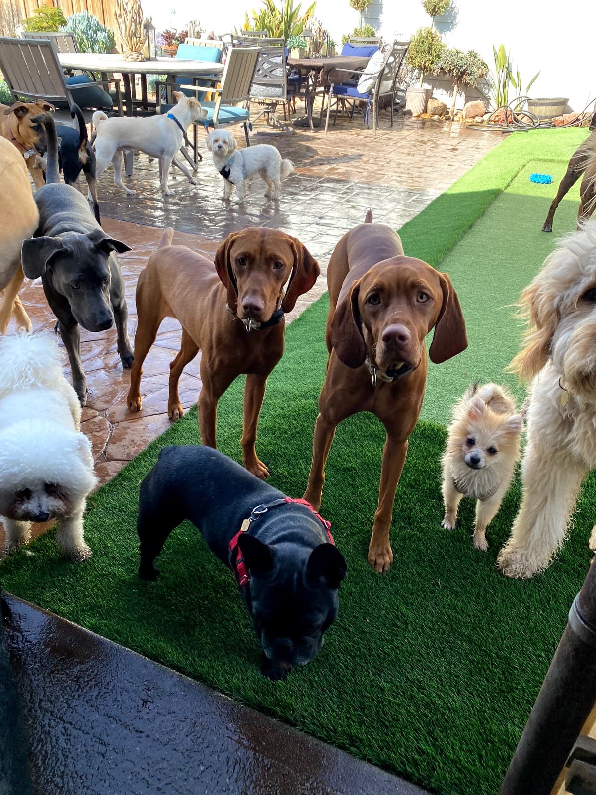 Allie's Doggie Day Camp - Pet groomer in San Jose, CA