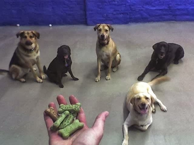 All Star Pet Care Inc - Pet groomer in Chicago, IL