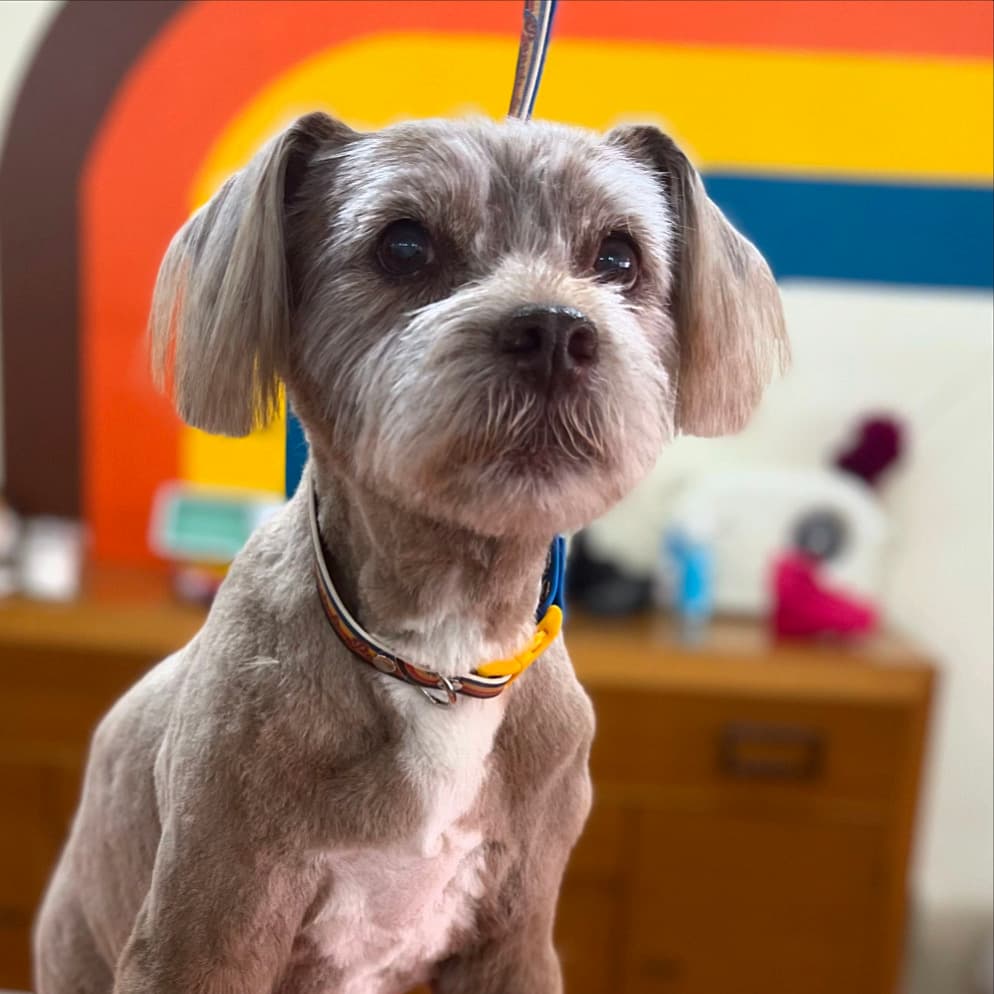 Pooch & Purr Grooming Studio - Pet groomer in St Bernard, OH