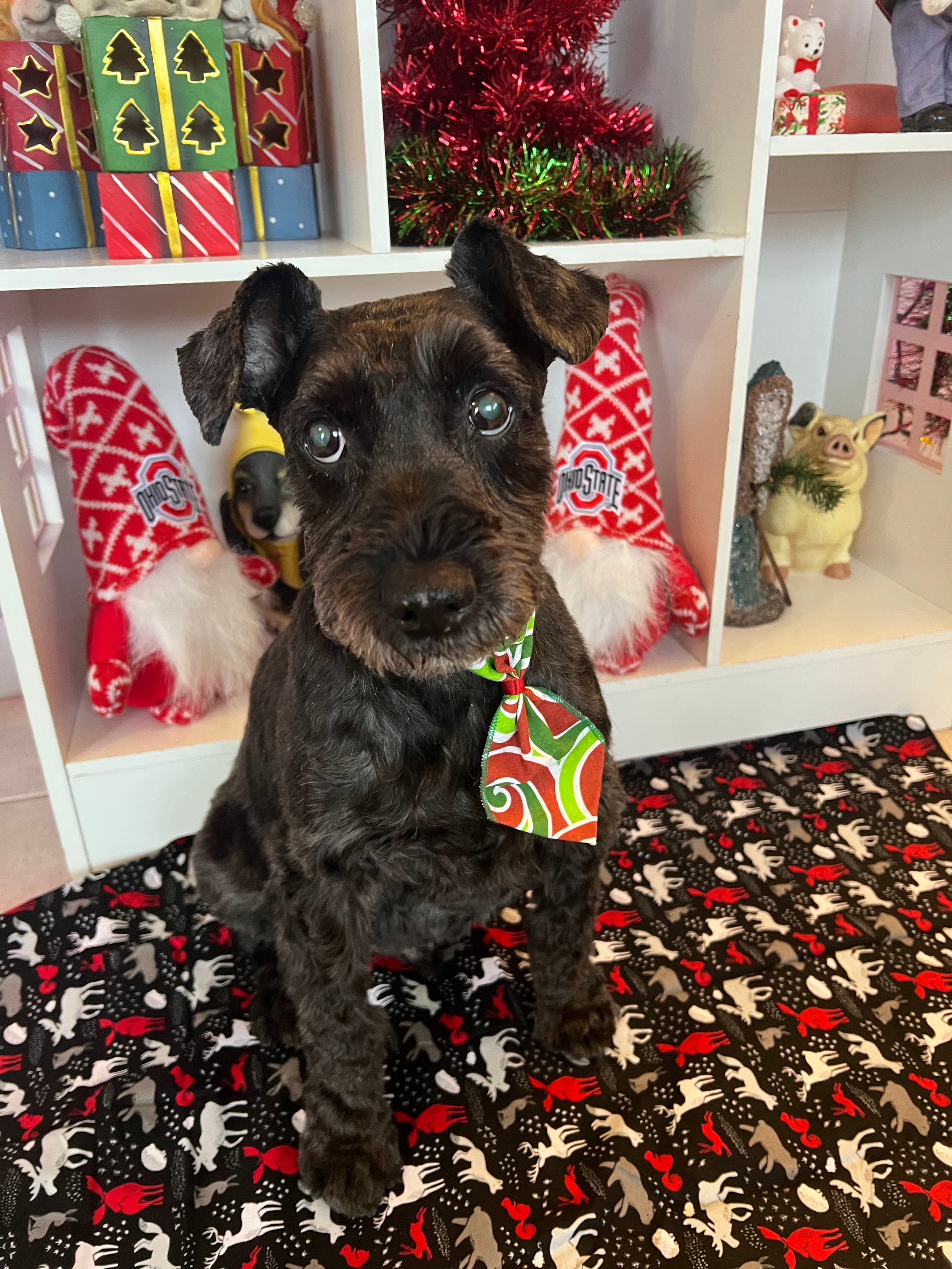 Grooming Spot - Pet groomer in Columbus, OH