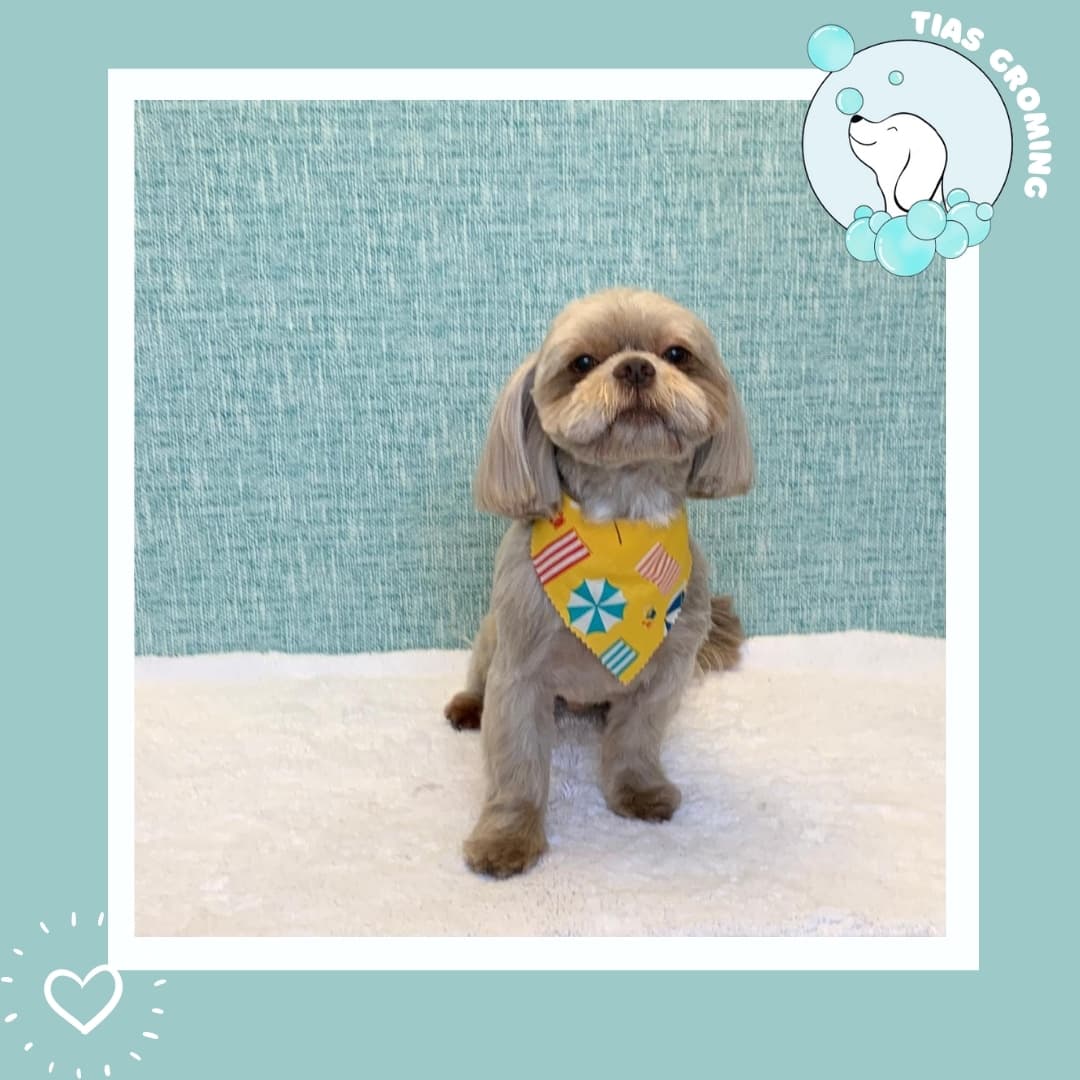 Andreia's Grooming - Pet groomer in Everett, MA
