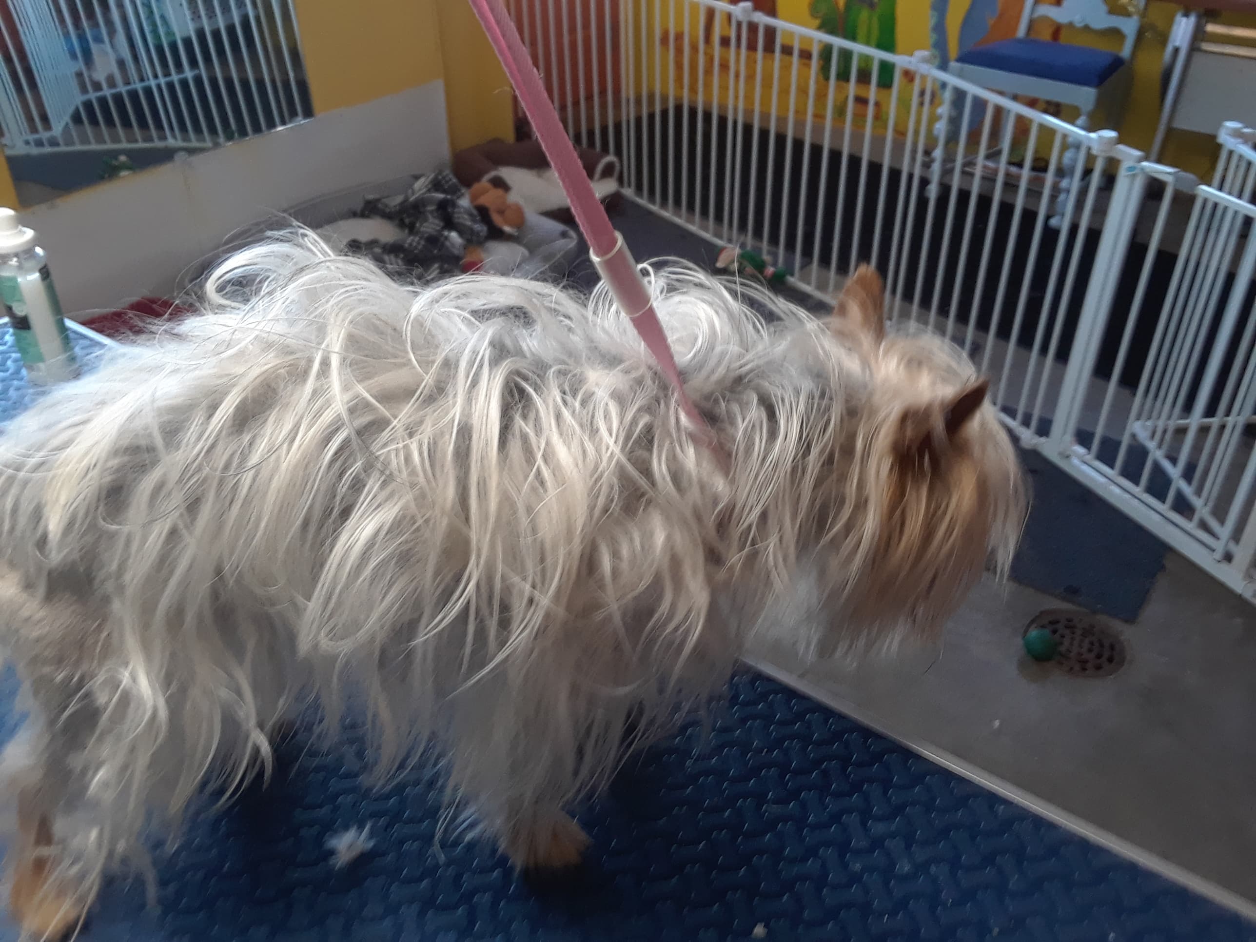 CherBear's Dog Grooming - Pet groomer in Kansas City, KS