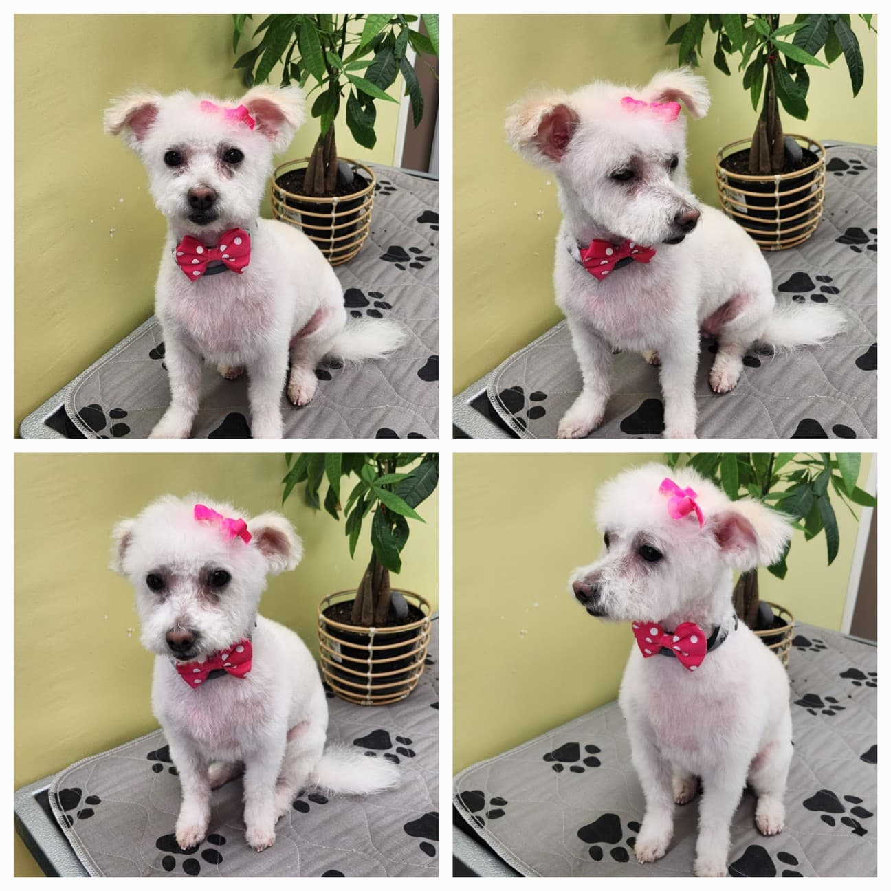Doggie Do's - Pet groomer in Los Angeles, CA