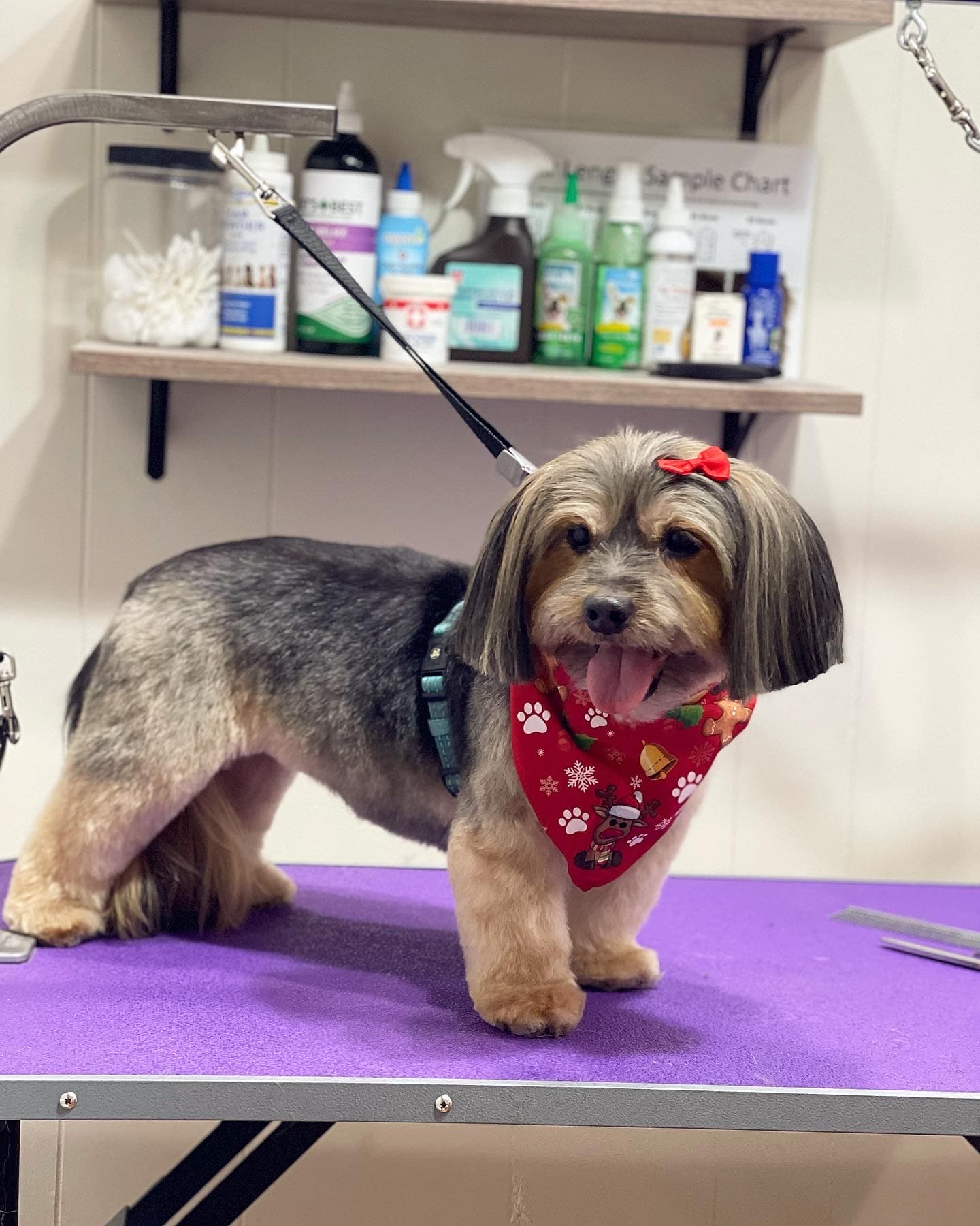PUPLIKE grooming studio - Pet groomer in Brooklyn, NY