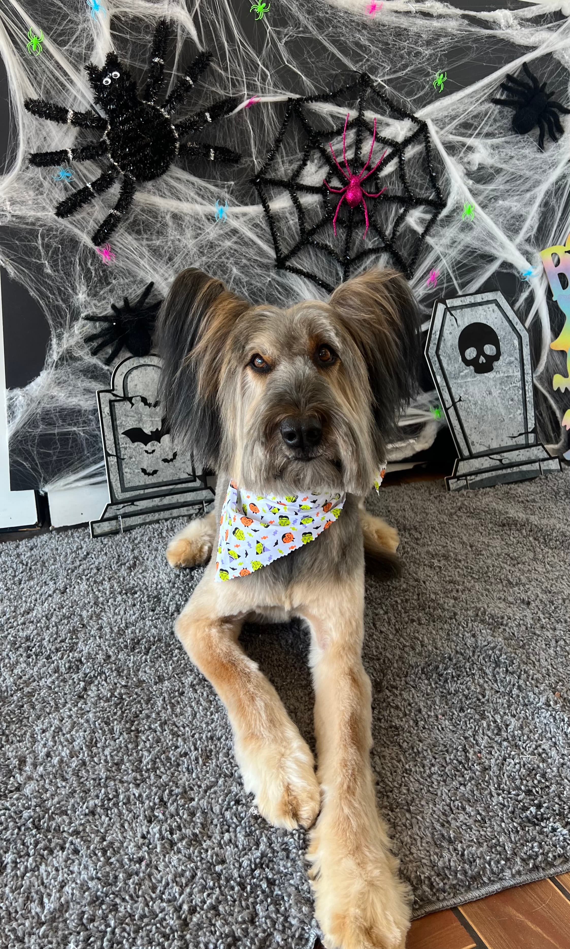 Scissors & Suds Pet Grooming - Pet groomer in San Antonio, TX
