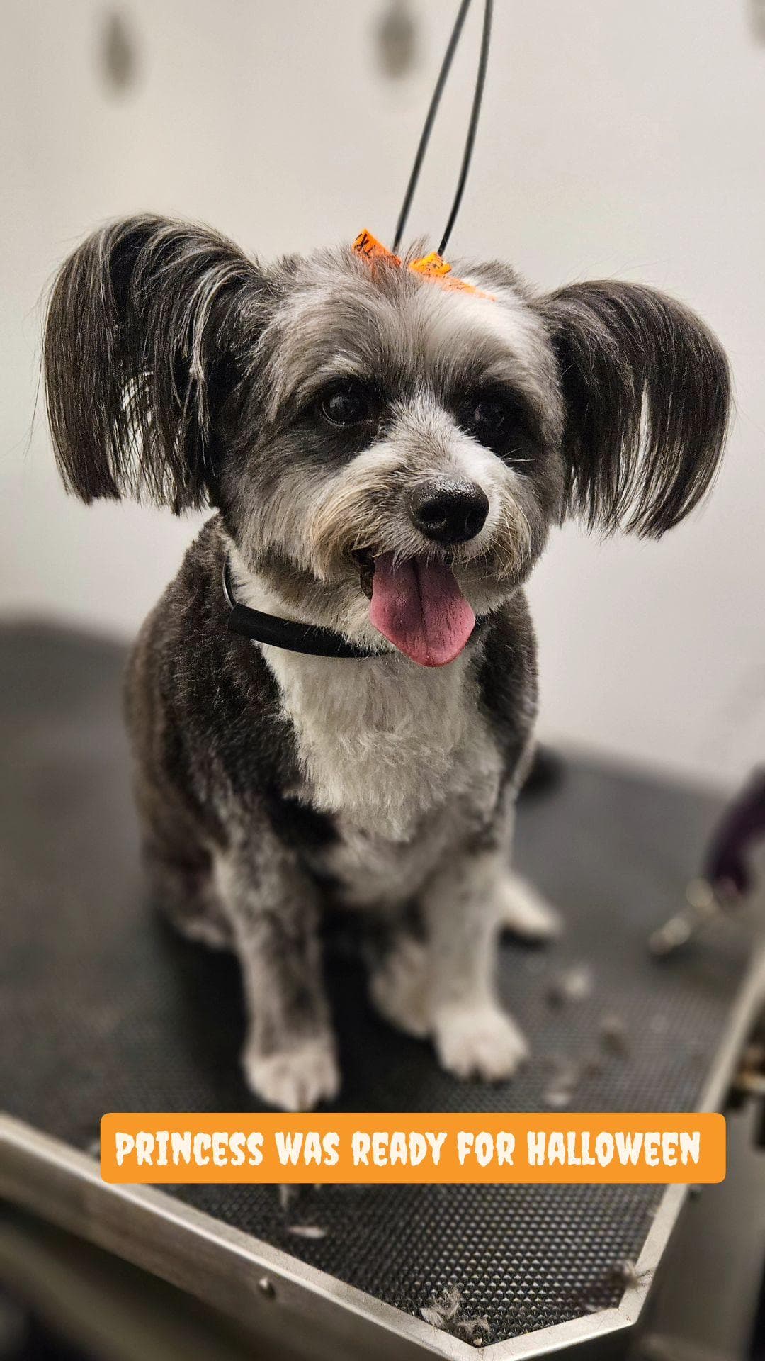 T & T Mobile Dog Grooming - Pet groomer in Tampa, FL