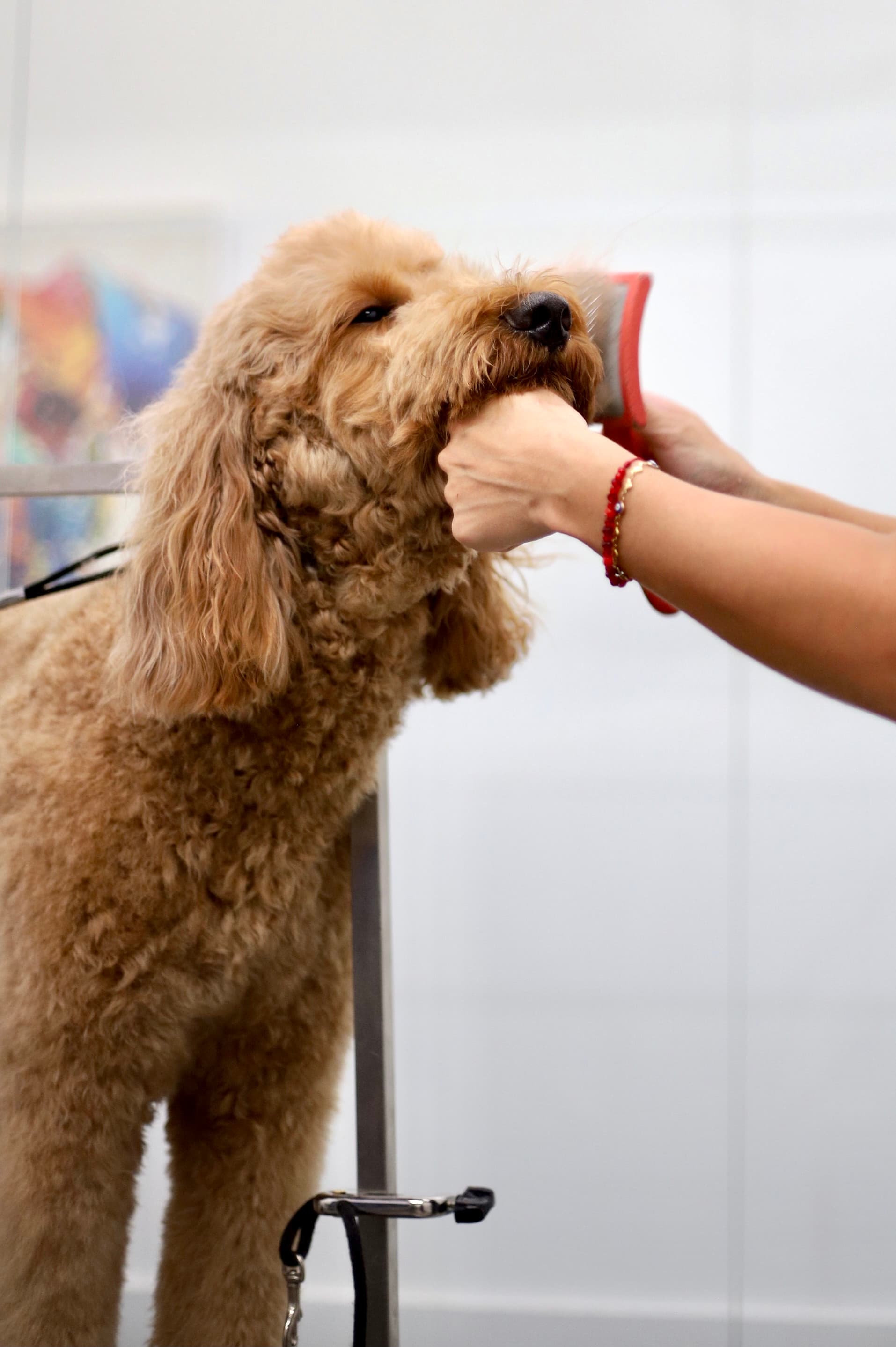 Just 4 Dogs Pet Salon Downtown Orlando - Pet groomer in Orlando, FL