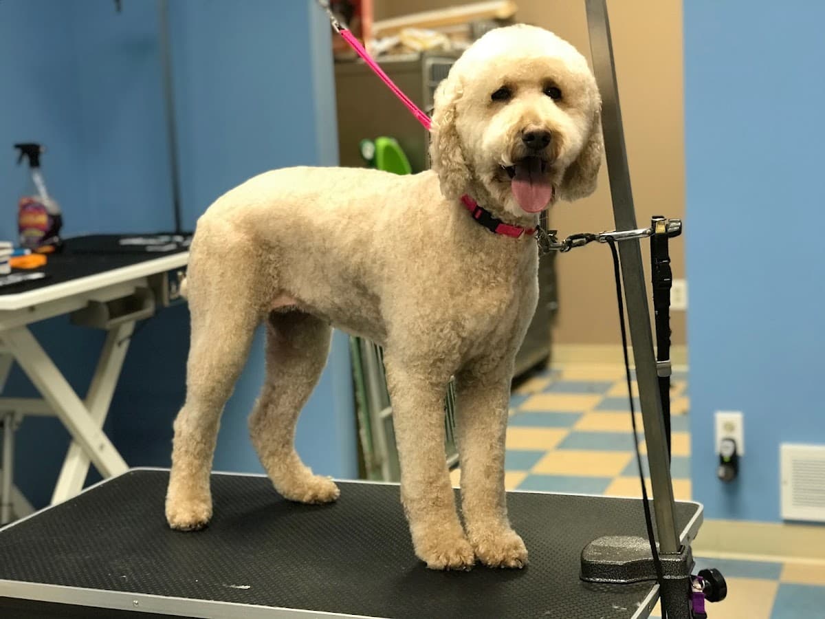 Bubble-Nest Grooming - Pet groomer in Cleveland, OH