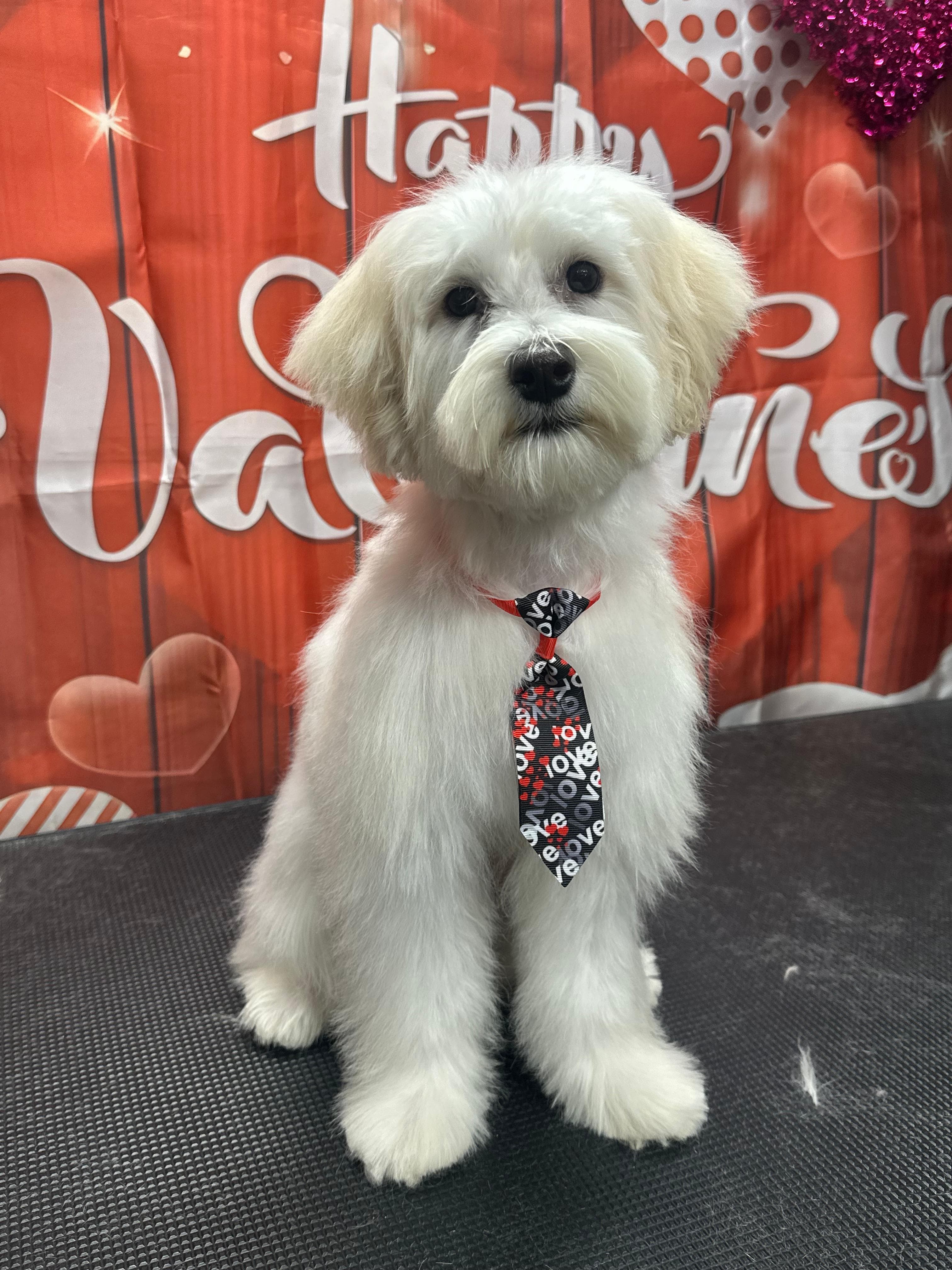 Pet Sury Services - Pet groomer in Orlando, FL