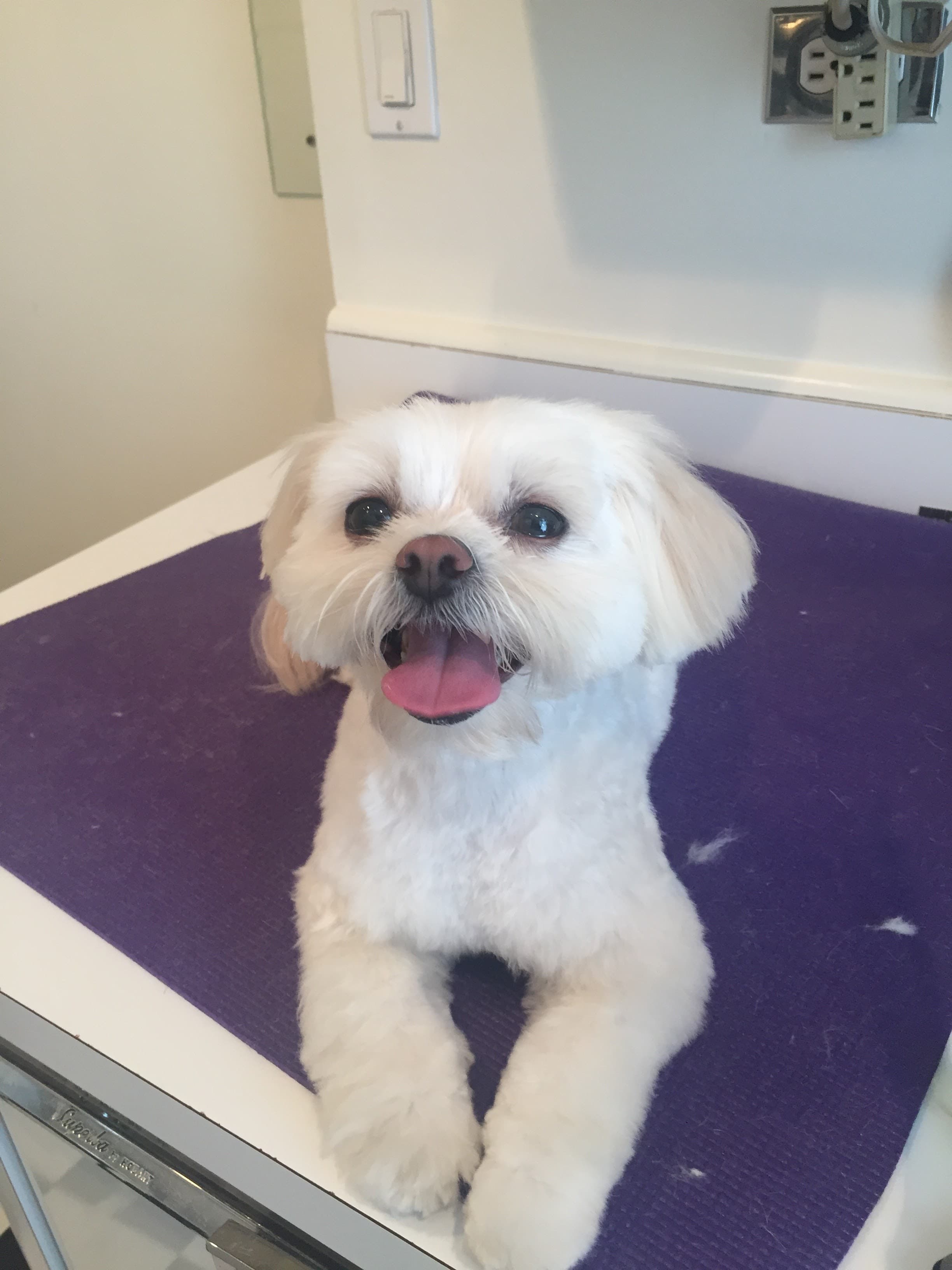 The Pet Maven: house call pet grooming and cat sitting - Pet groomer in New York, NY
