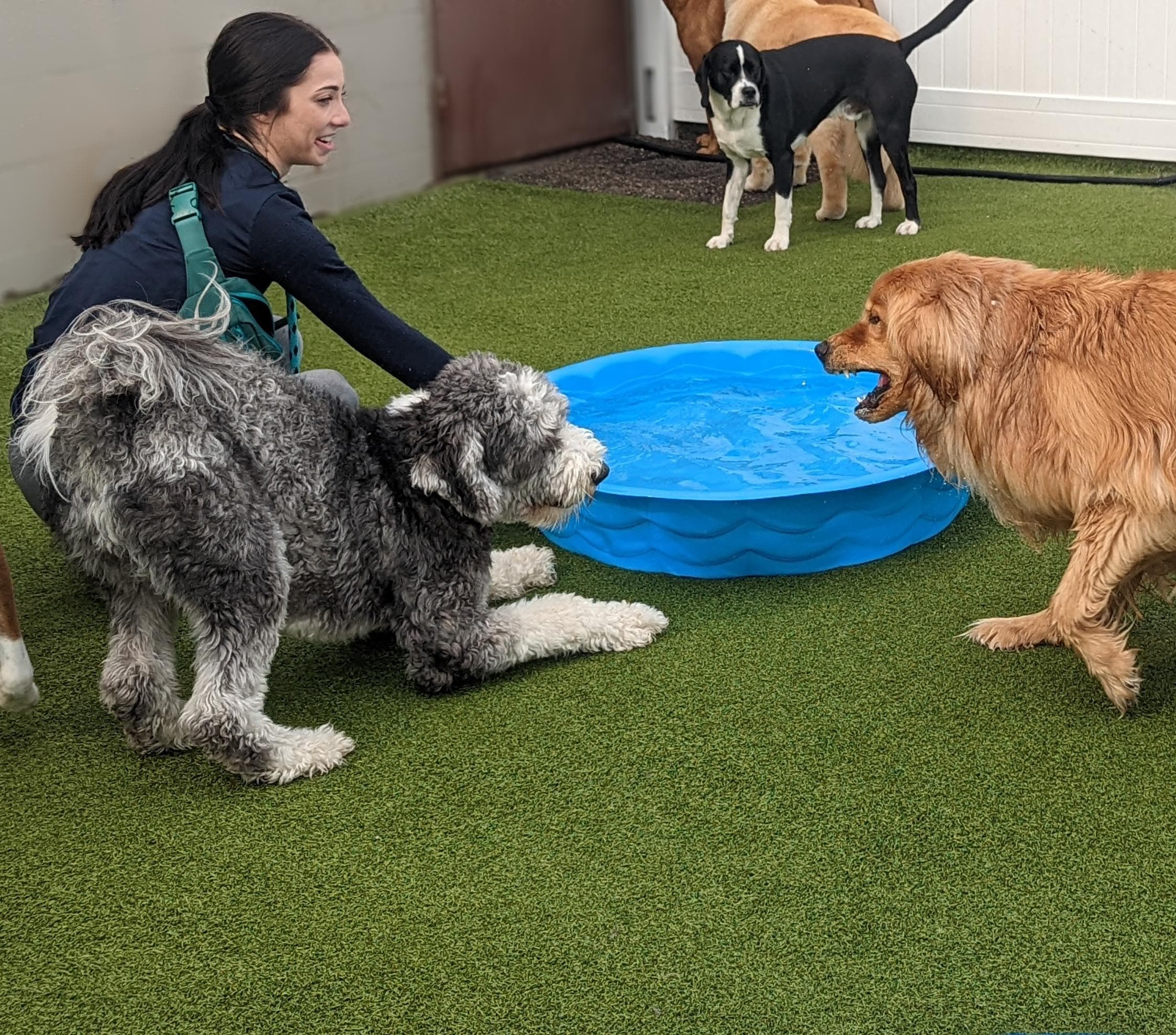 Metro Dogs - Pet groomer in Minneapolis, MN