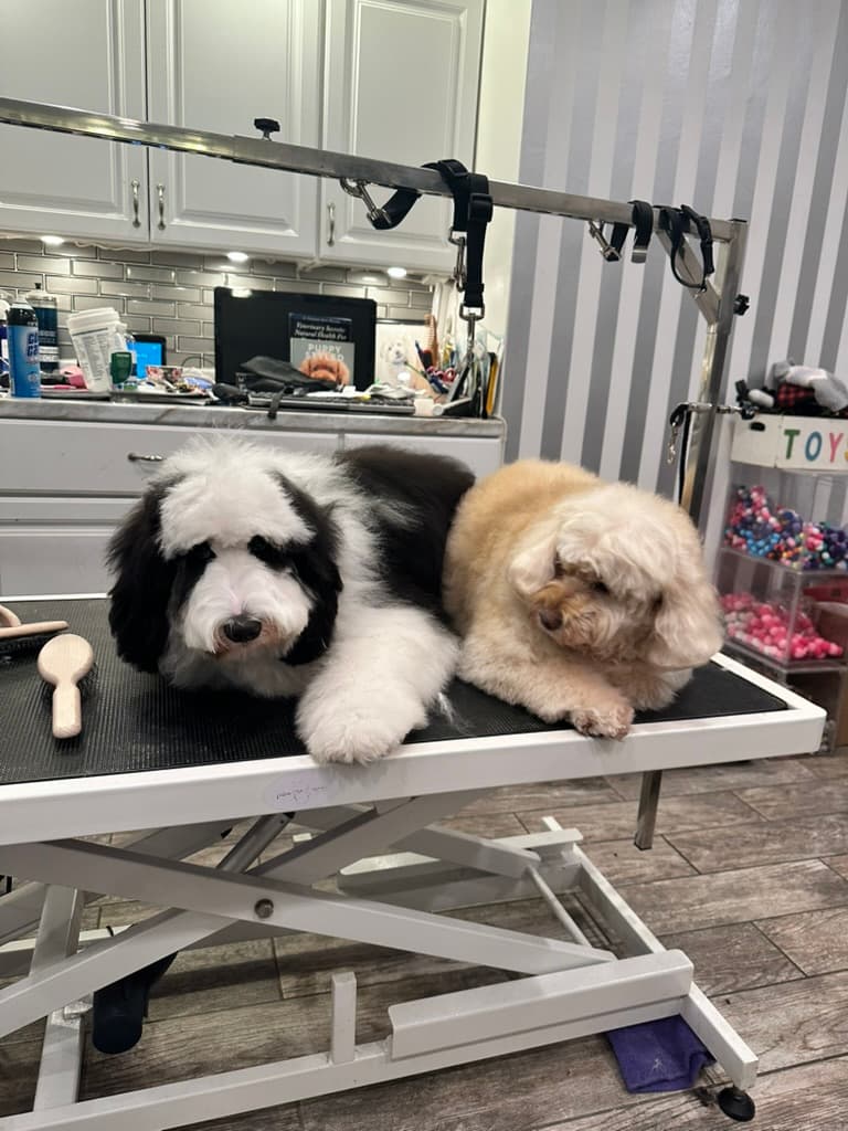 MFD Grooming & Wellness - Pet groomer in Los Angeles, CA