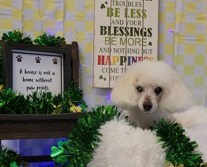 Dog's Day Out - Pet groomer in Kansas City, MO