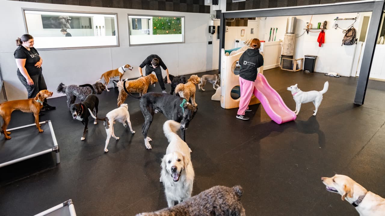 D Pet Hotels Arcadia - Pet groomer in Phoenix, AZ