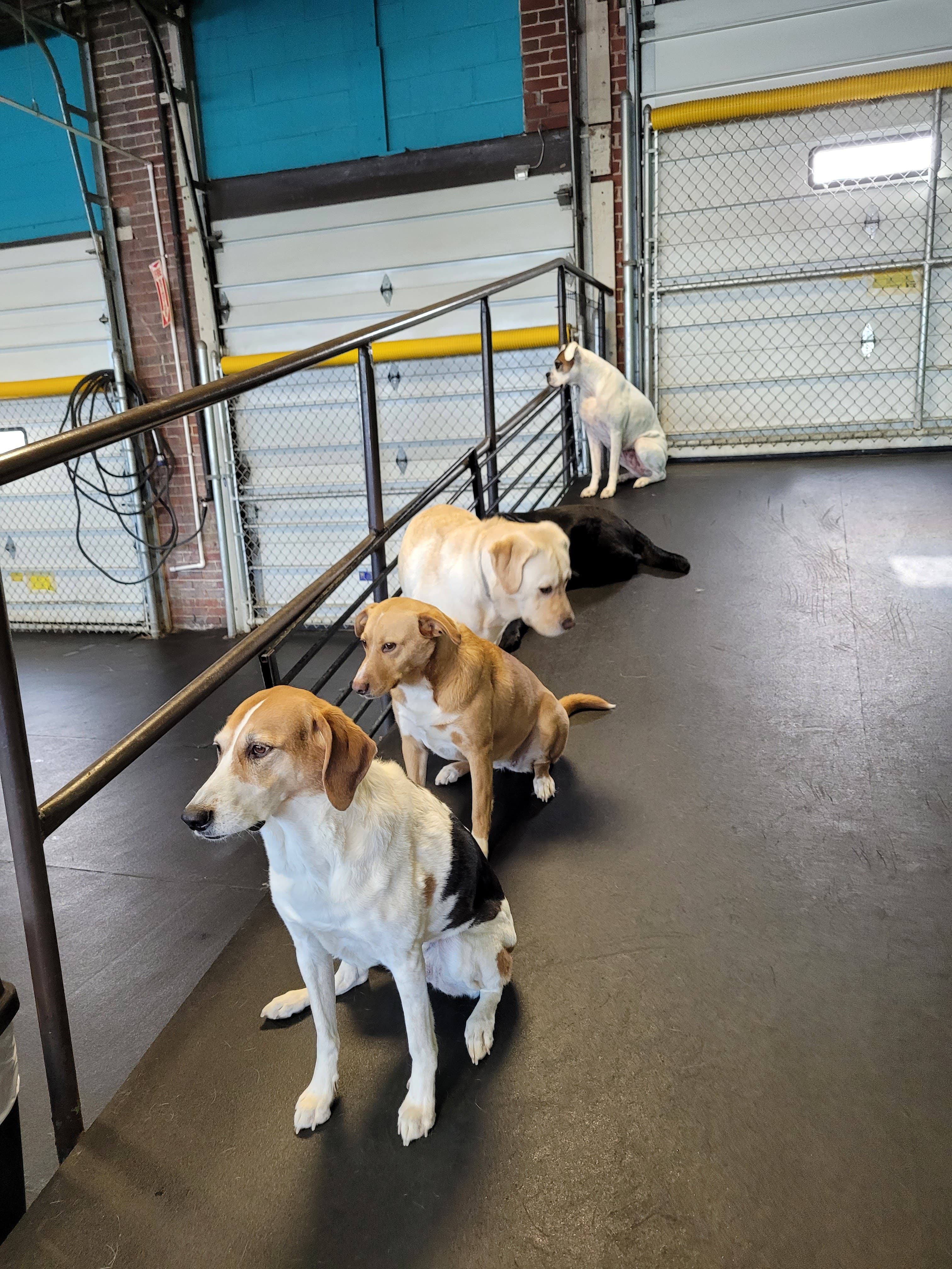 Peninsula Pups Doggie Daycare - Pet groomer in Erie, PA