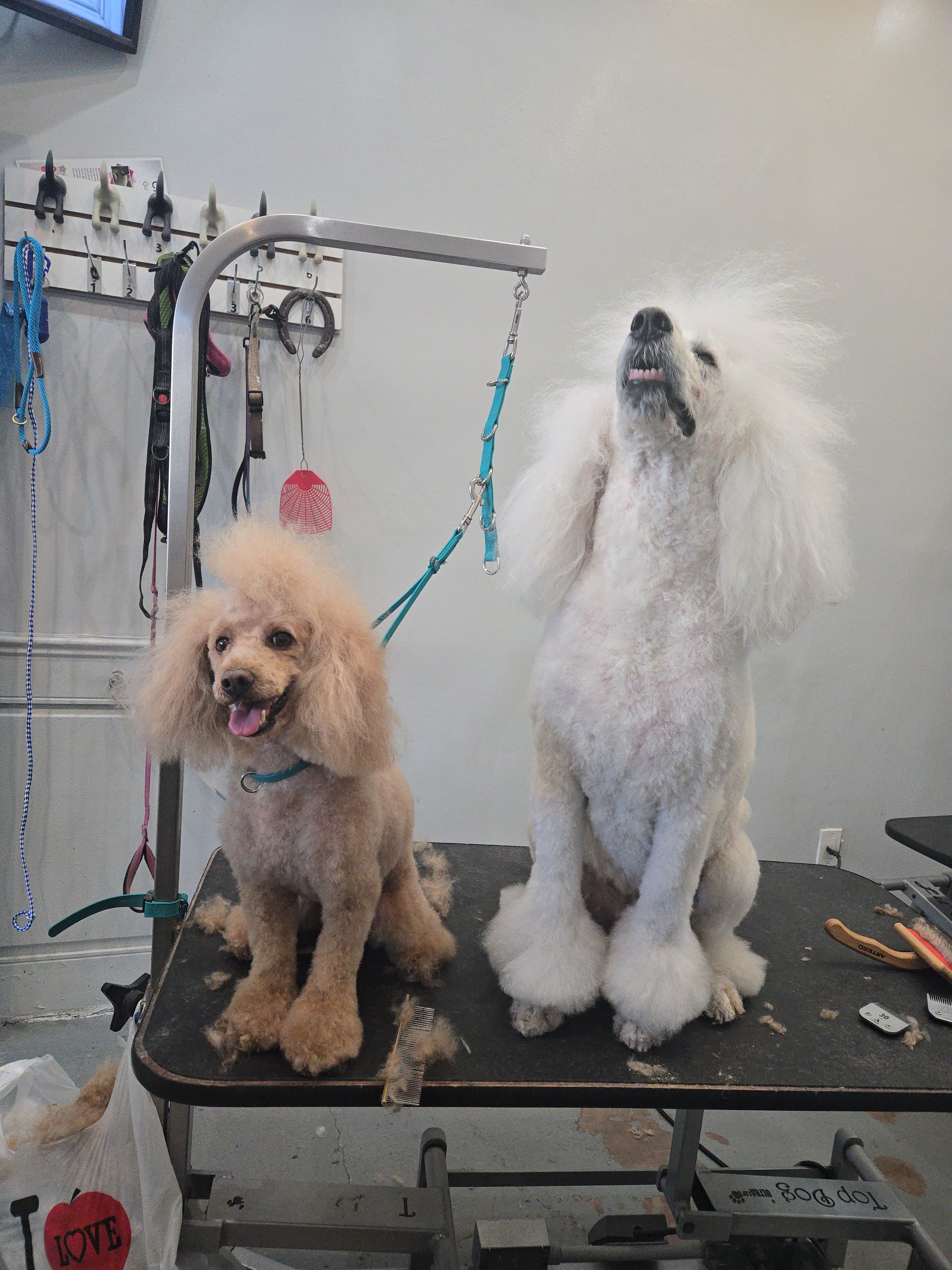 Shake and Tail Dog Grooming - Pet groomer in New York, NY