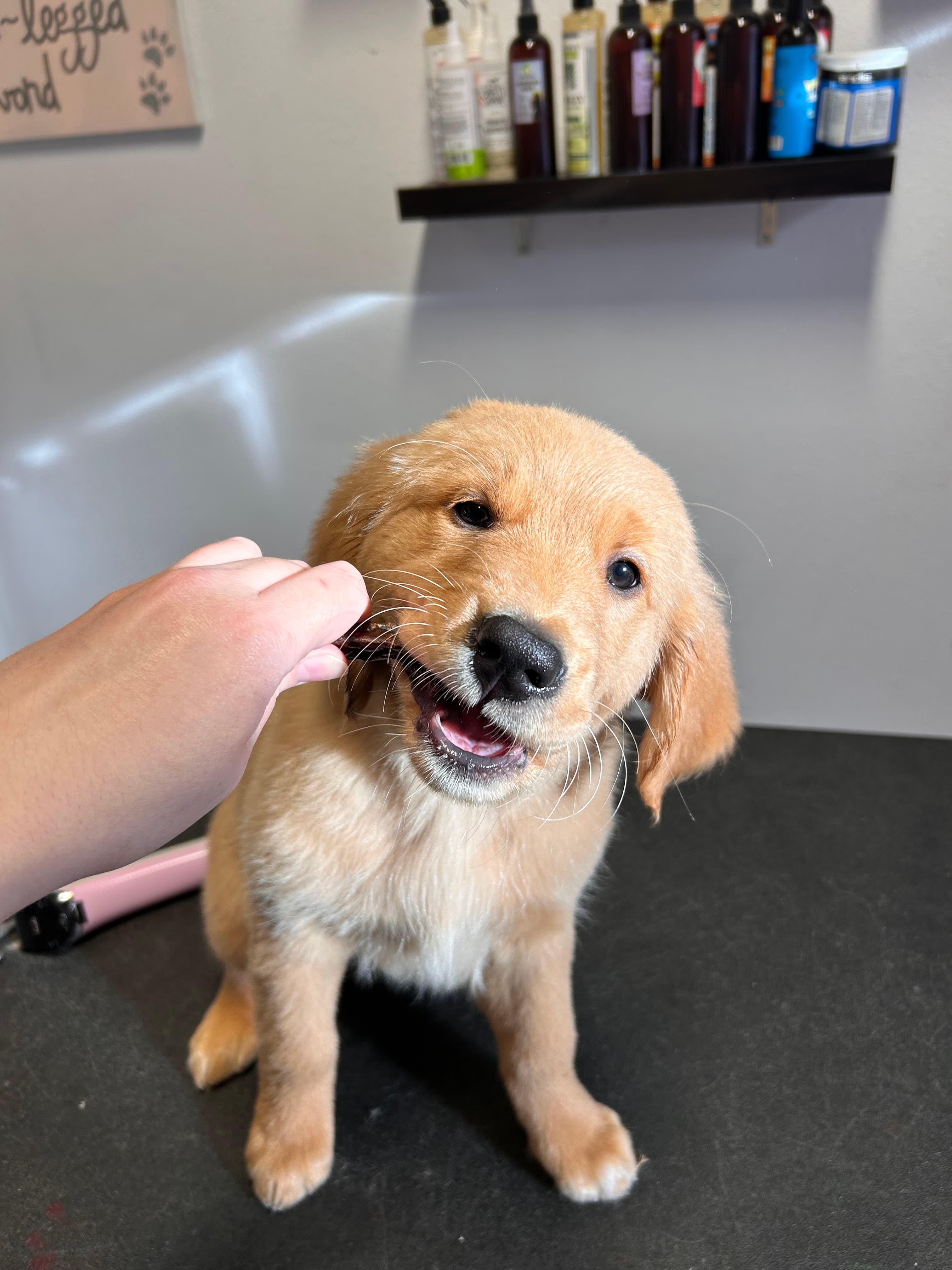 Pretty Paws & Claws - Pet groomer in Portland, OR