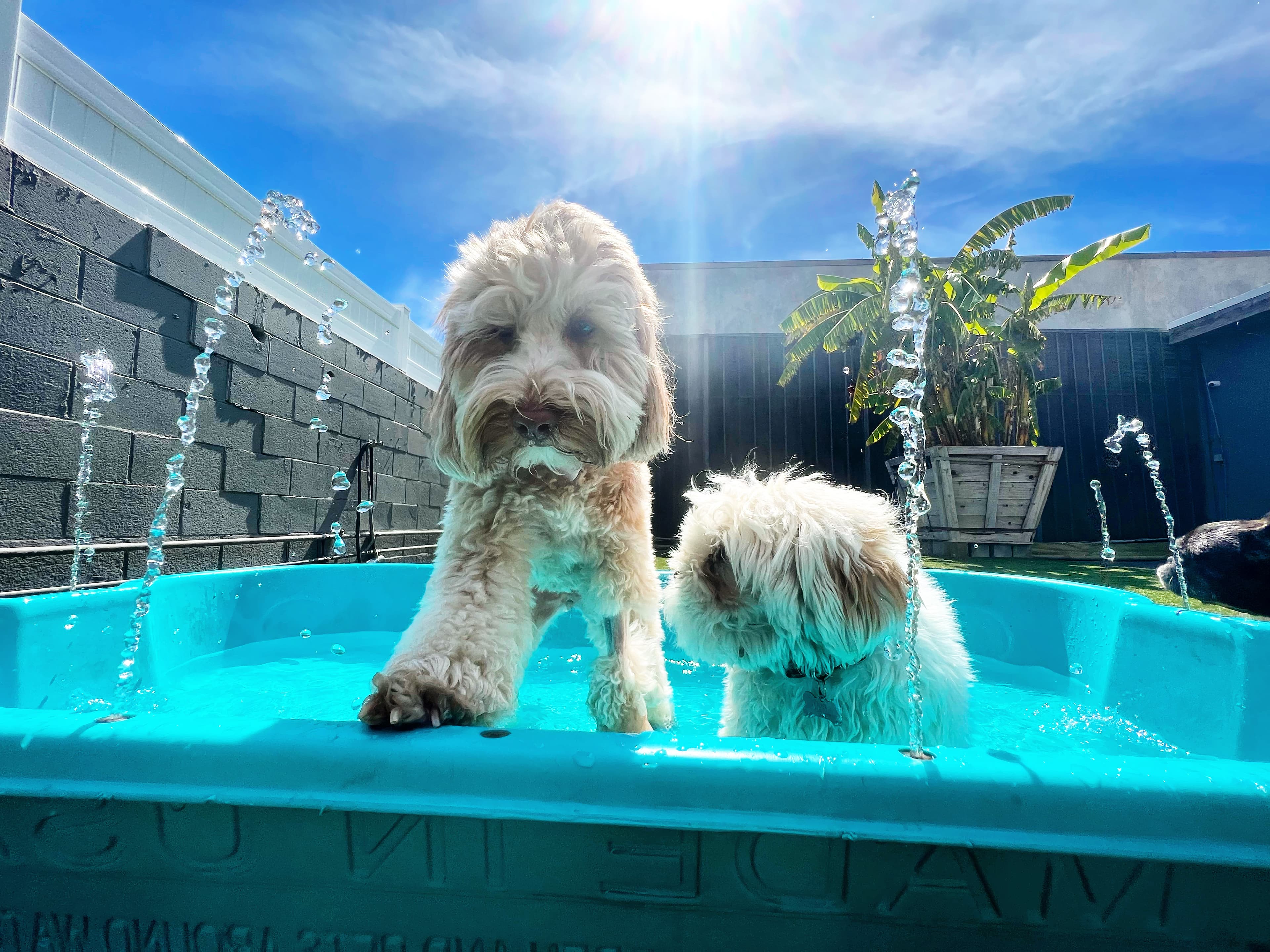 West LA Dogs- Small Dog Building - Pet groomer in Los Angeles, CA